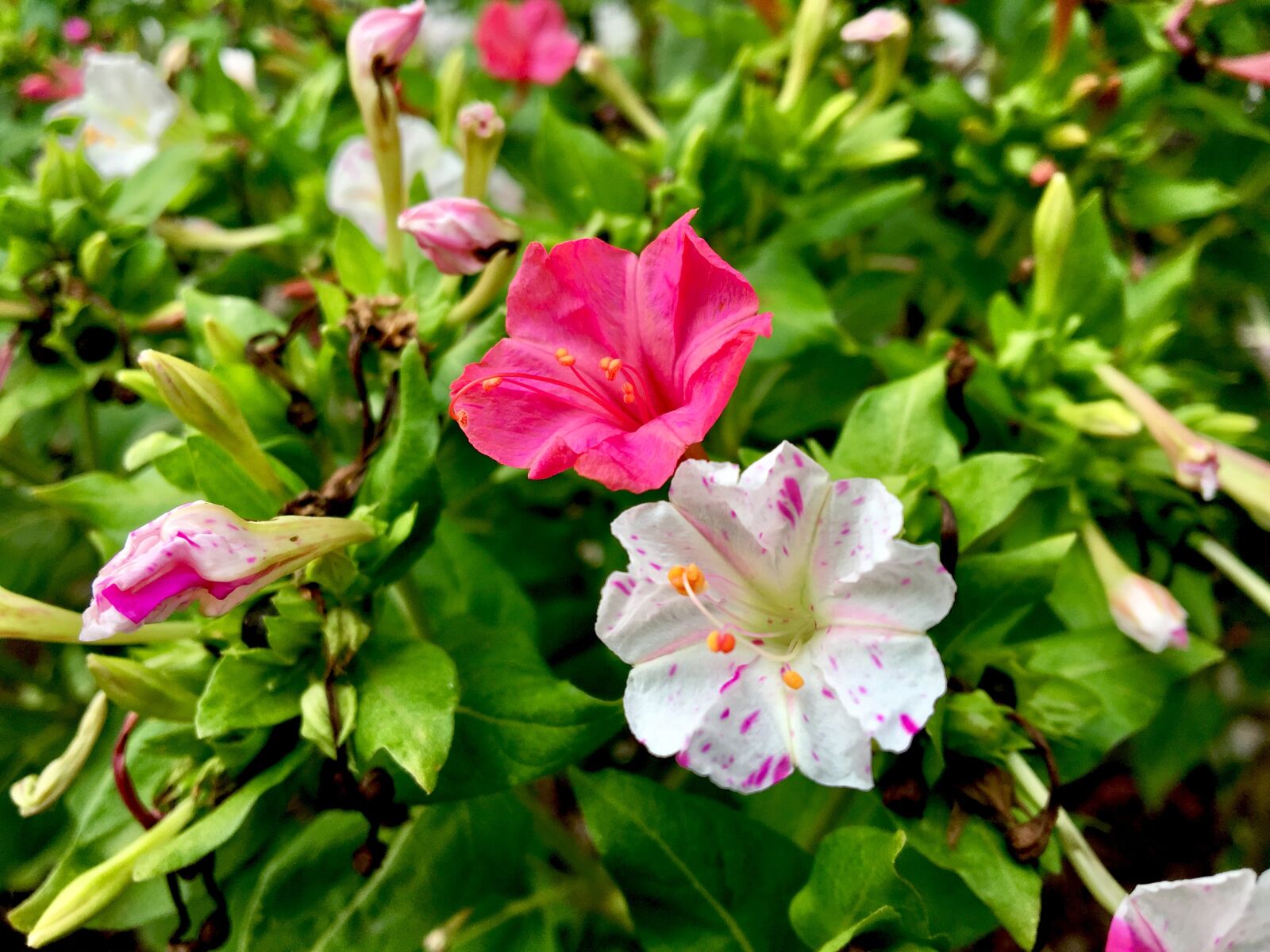 Apple iPhone 6s sample photo. Flower, garden, pink photography