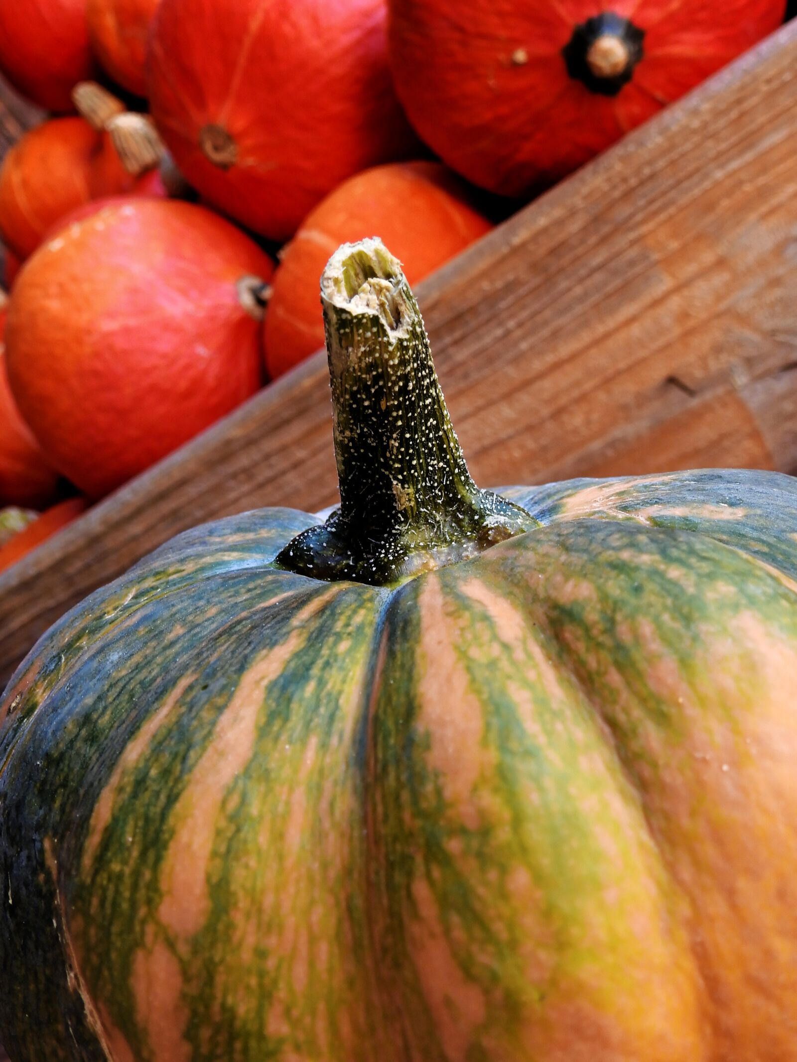 Nikon Coolpix P900 sample photo. Pumpkin, gourd, autumn photography