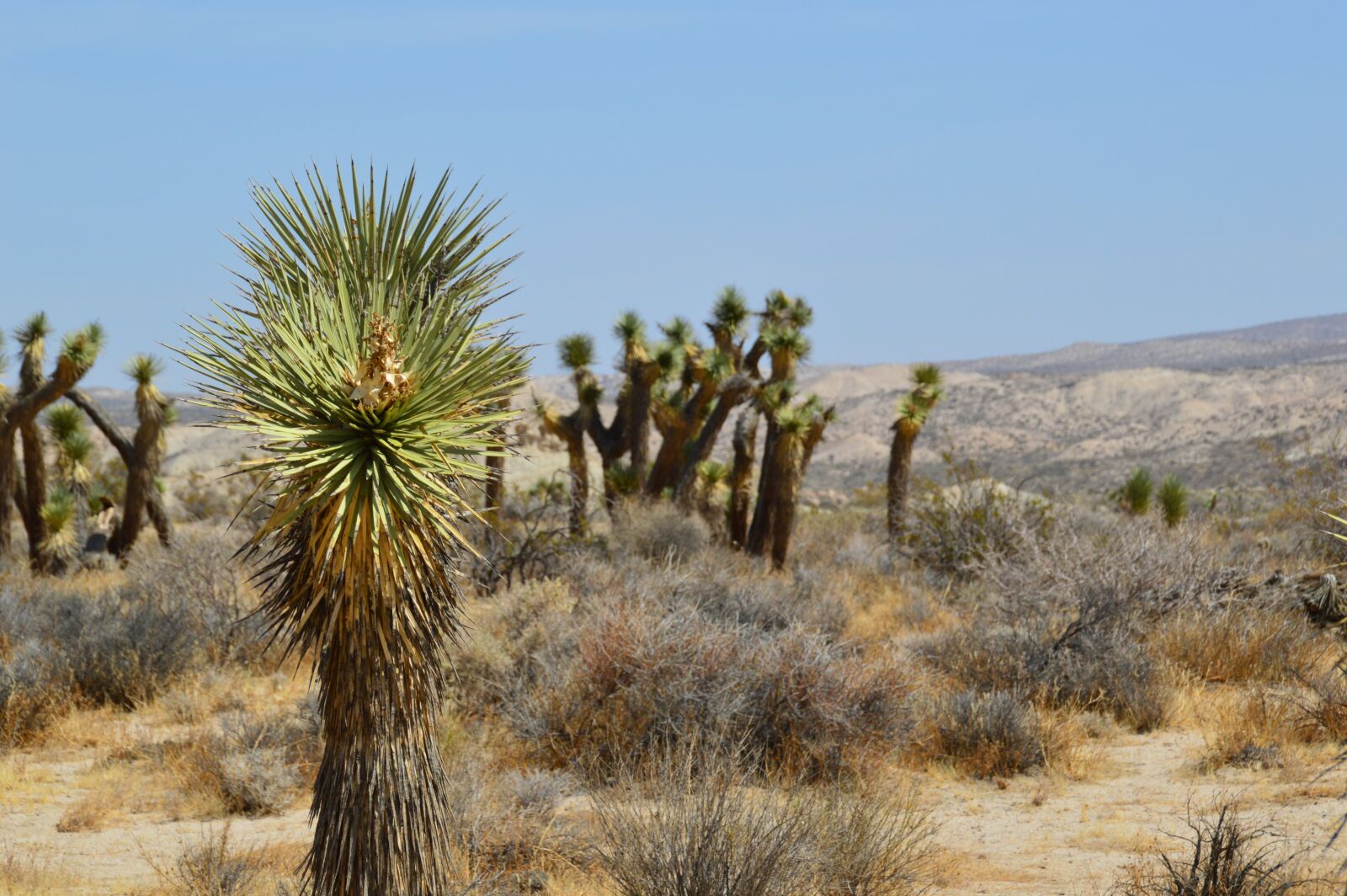 Nikon D3200 sample photo. National park, cactus, america photography
