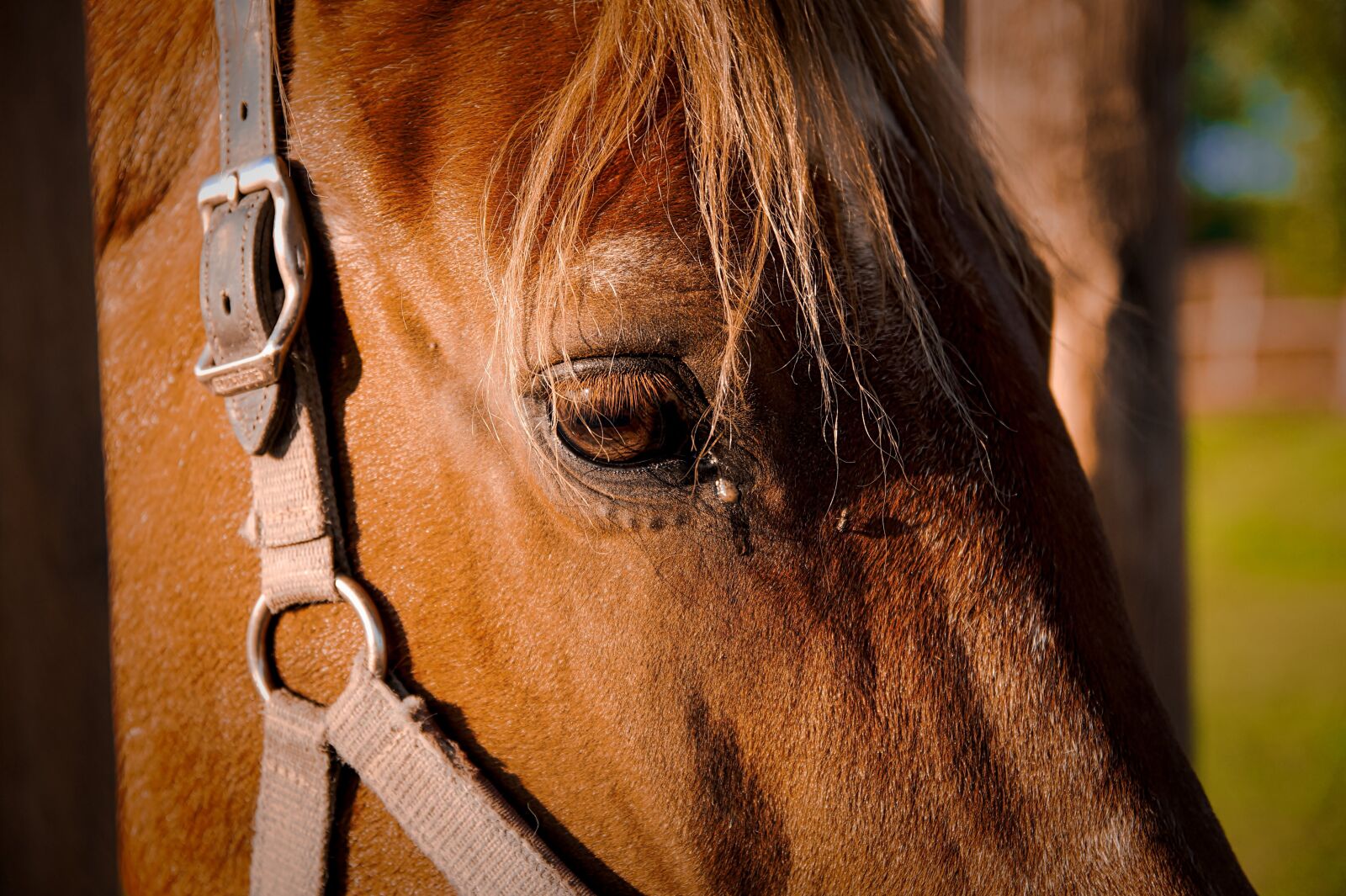 Sony SLT-A58 + 17-50mm F2.8 sample photo. Horse, horses, eye photography
