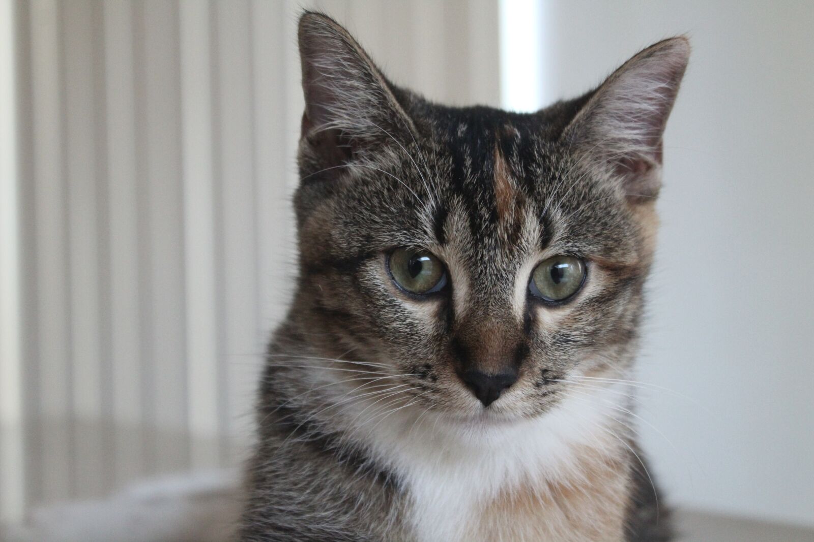 Canon EOS 1300D (EOS Rebel T6 / EOS Kiss X80) sample photo. Feline, puppy, portrait photography