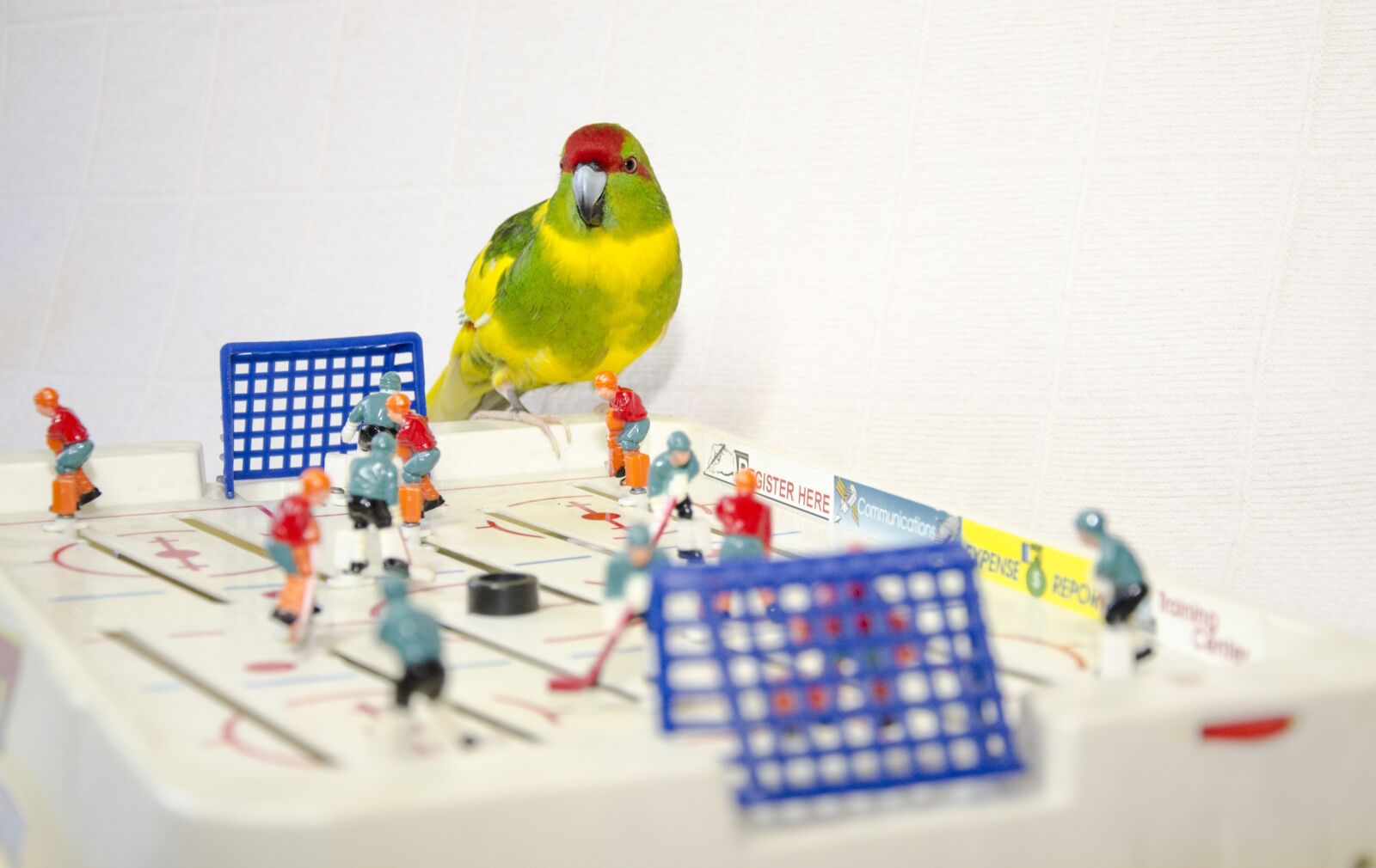 Nikon D5100 sample photo. Parrot, hockey, game photography
