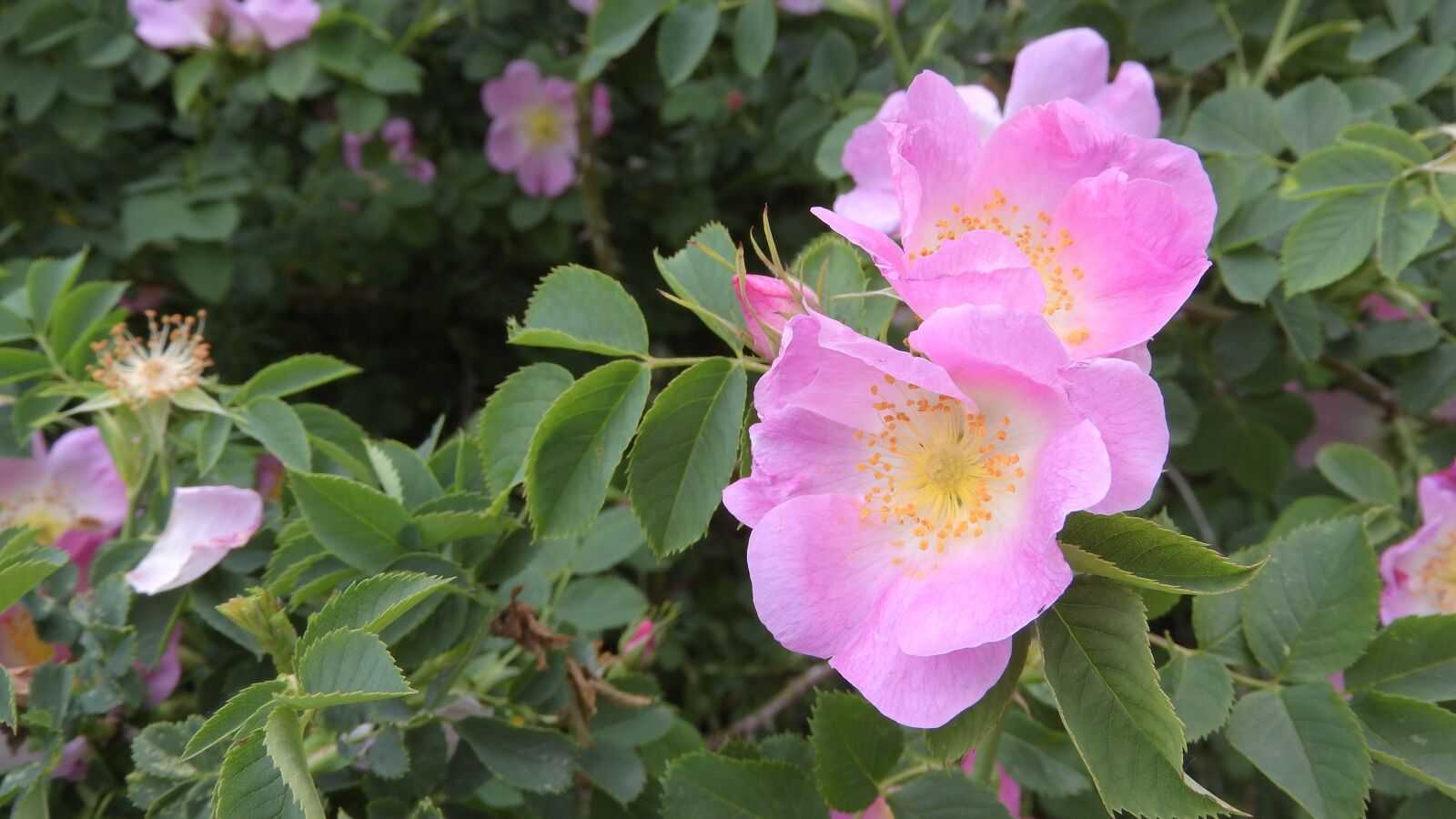 Nikon Coolpix P610 sample photo. Rose, dog rose, flower photography