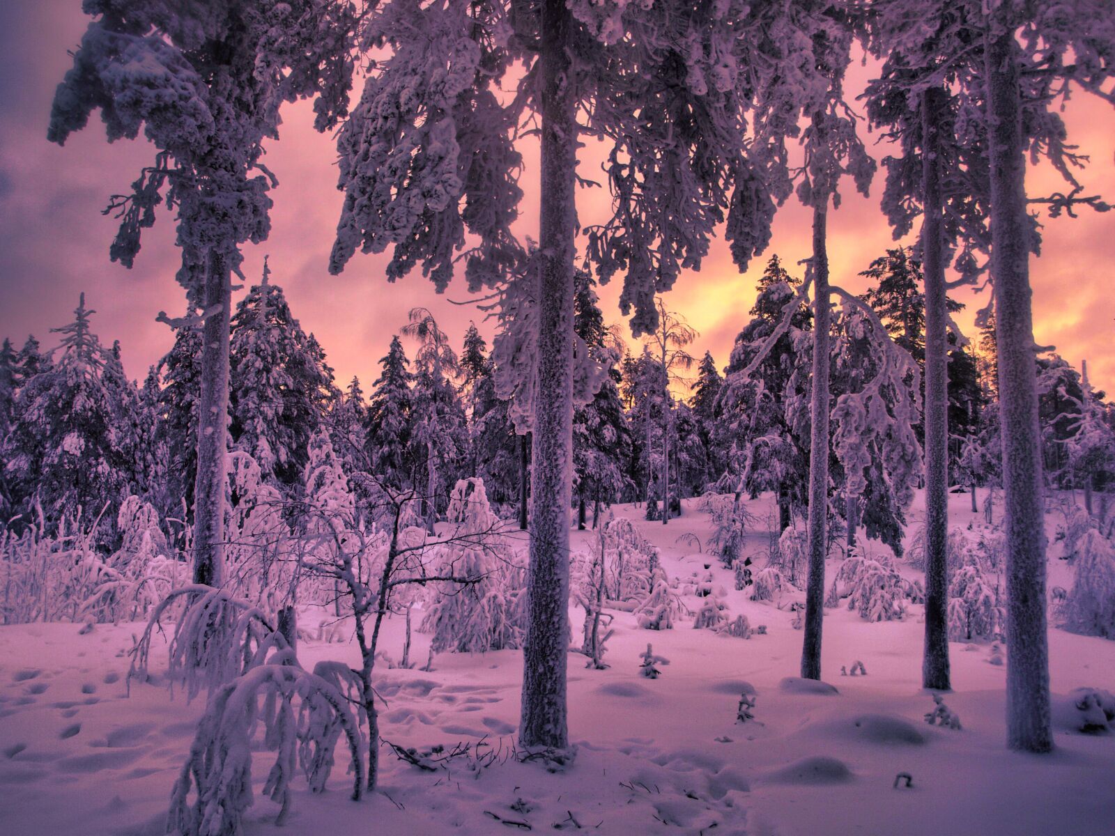 Olympus E-510 (EVOLT E-510) sample photo. Landscape, forest, winter photography