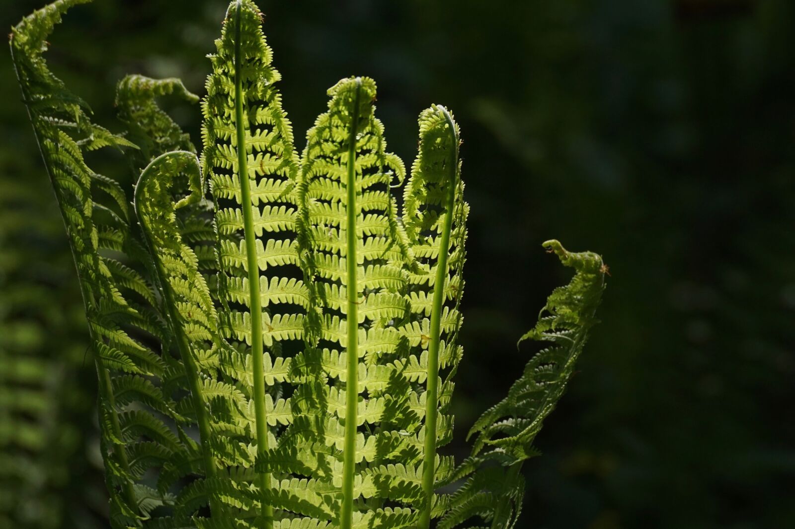 Sony ILCA-77M2 sample photo. Fern, fiddlehead, vessel sporenpflanze photography