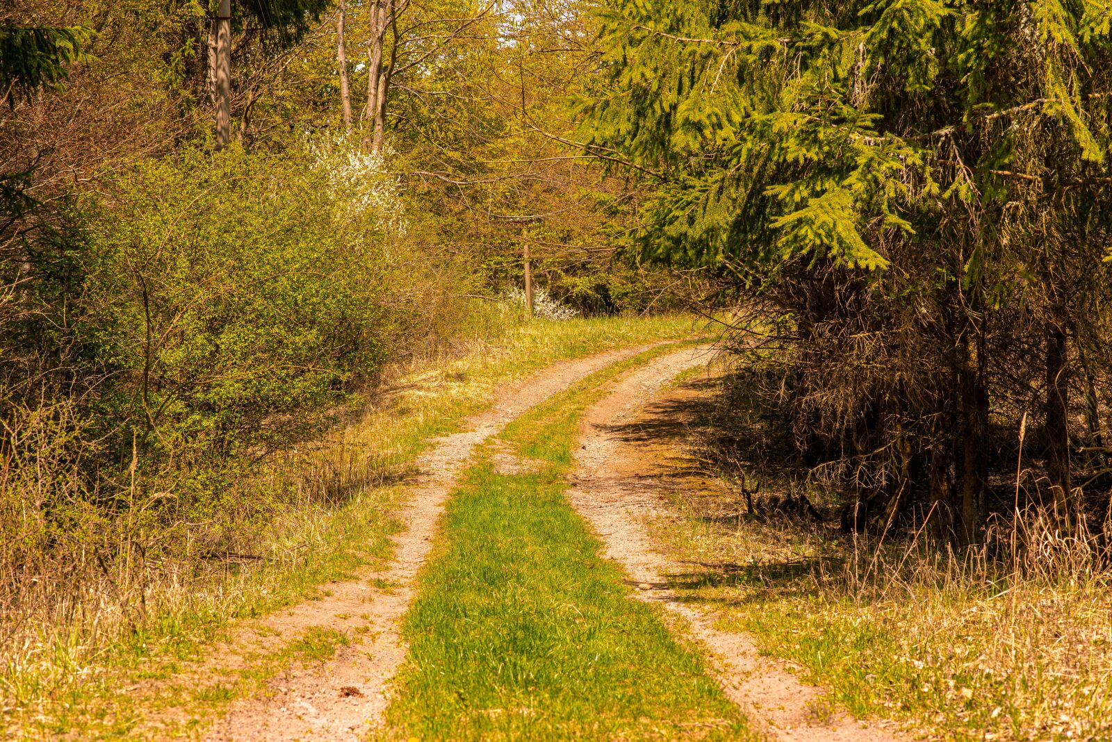 Nikon D750 sample photo. Forest, country, trees photography