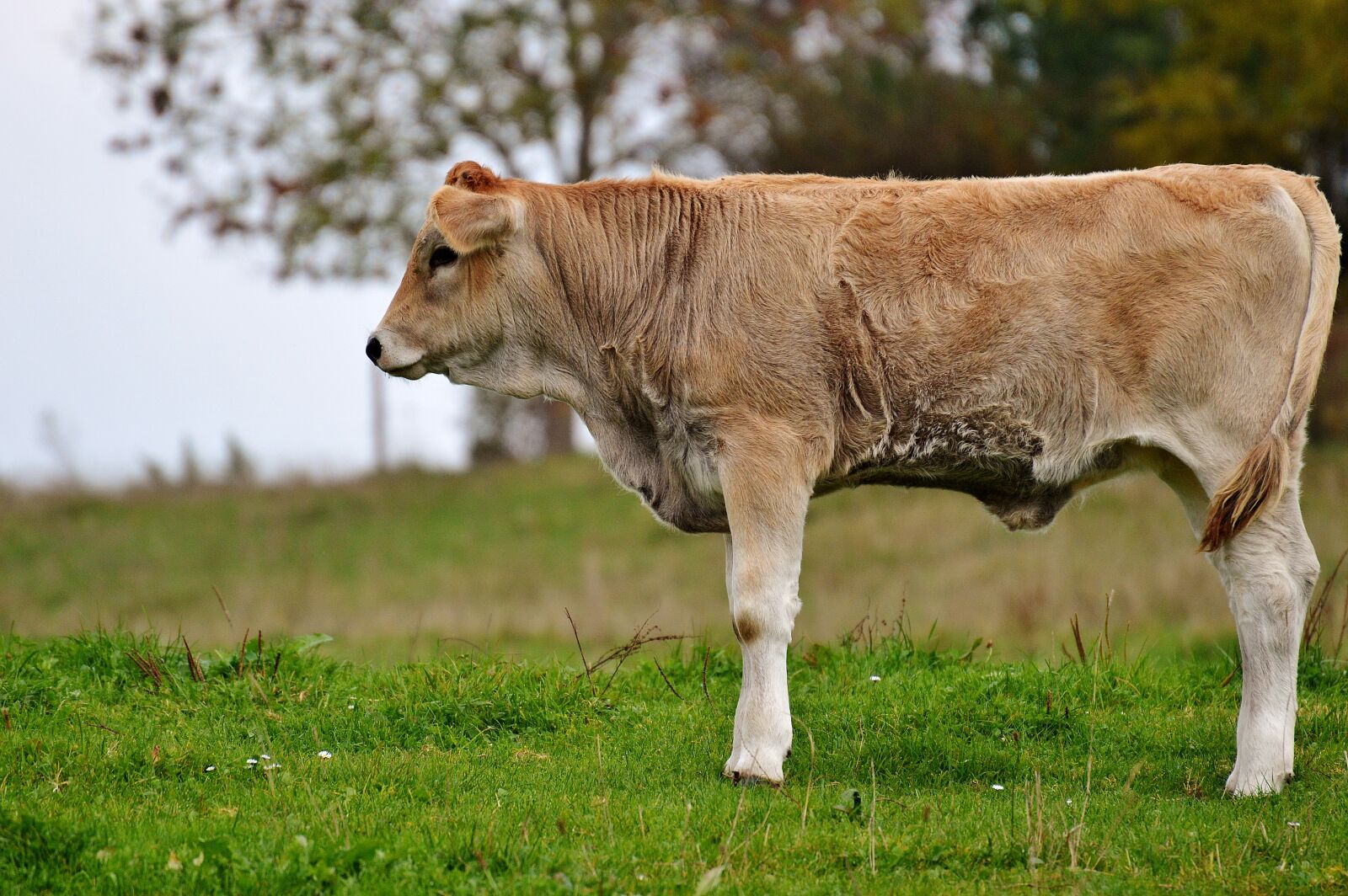 Nikon D3200 sample photo. Cow, allgäu, beef photography