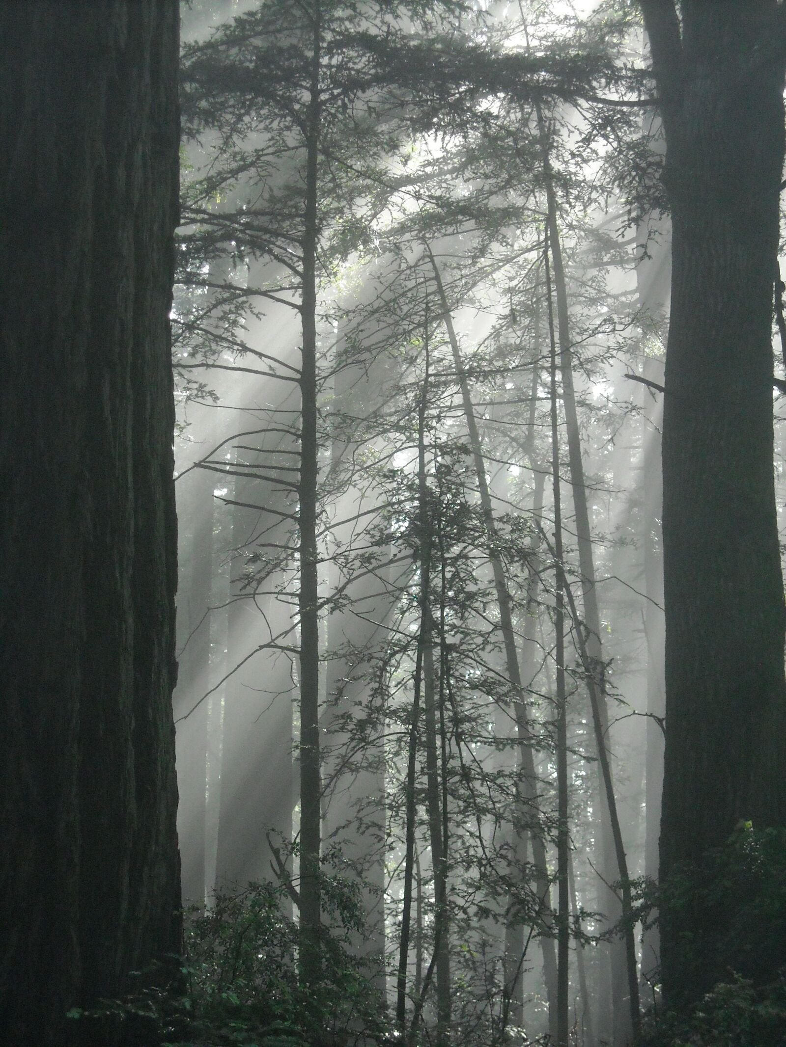 Nikon Coolpix L18 sample photo. Redwood, fog, sunlight photography