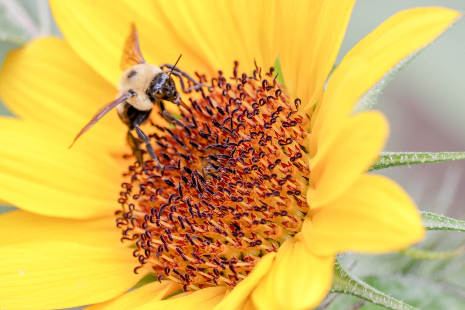 Canon EF-S 55-250mm F4-5.6 IS STM sample photo. Bee, flower, sunflower photography