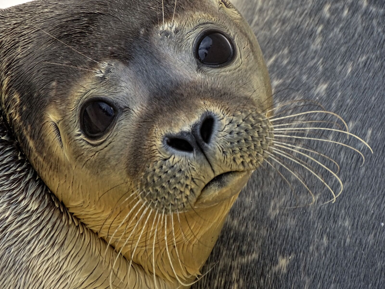 Sony Cyber-shot DSC-HX400V sample photo. Seal, howler, sad photography