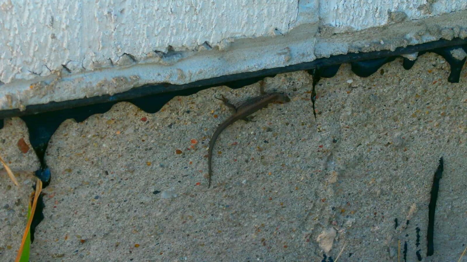 Olympus VG110,D700 sample photo. Lizard, concrete, stone, wall photography