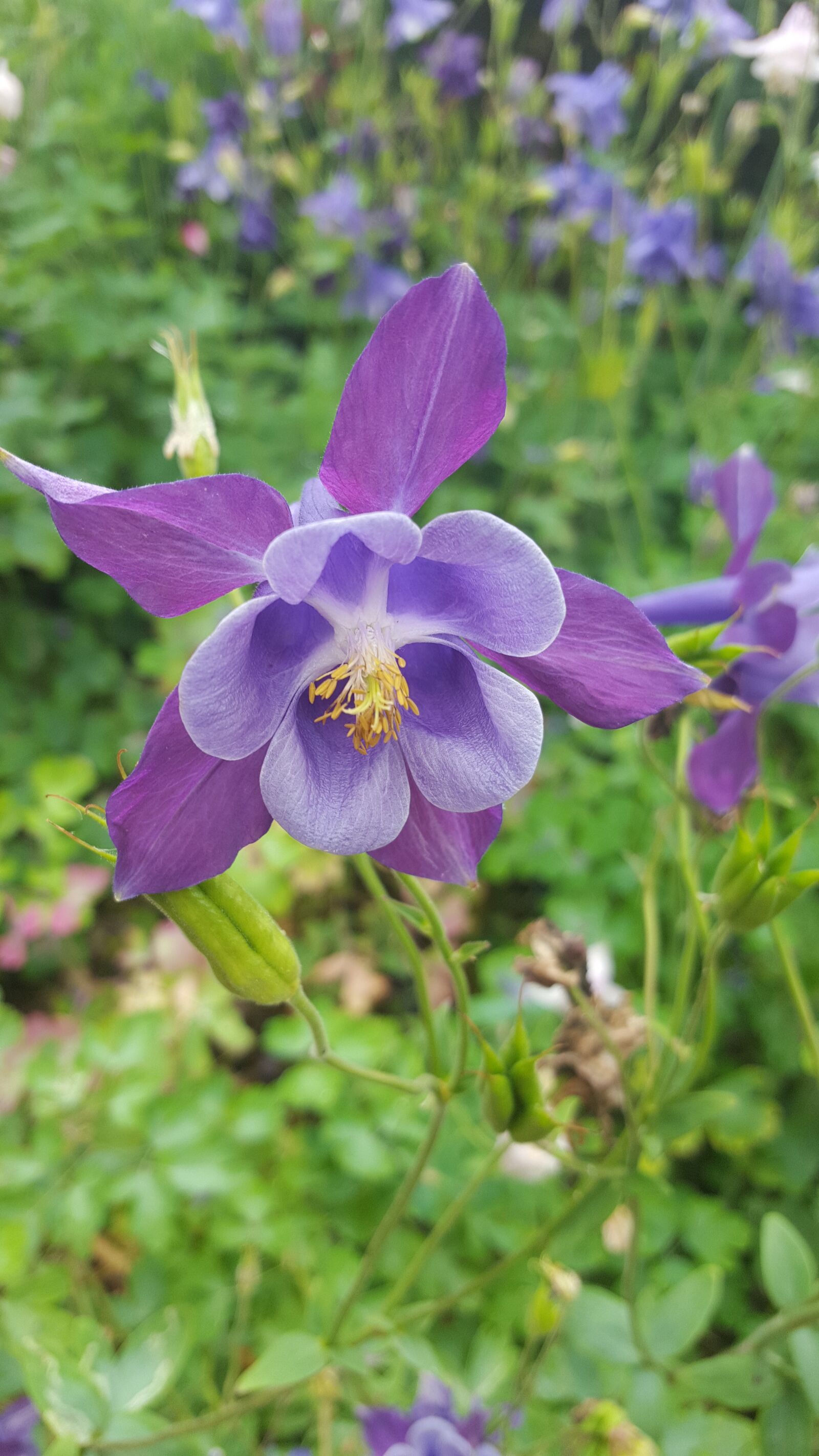 Samsung Galaxy S6 sample photo. Flower, nature, color photography
