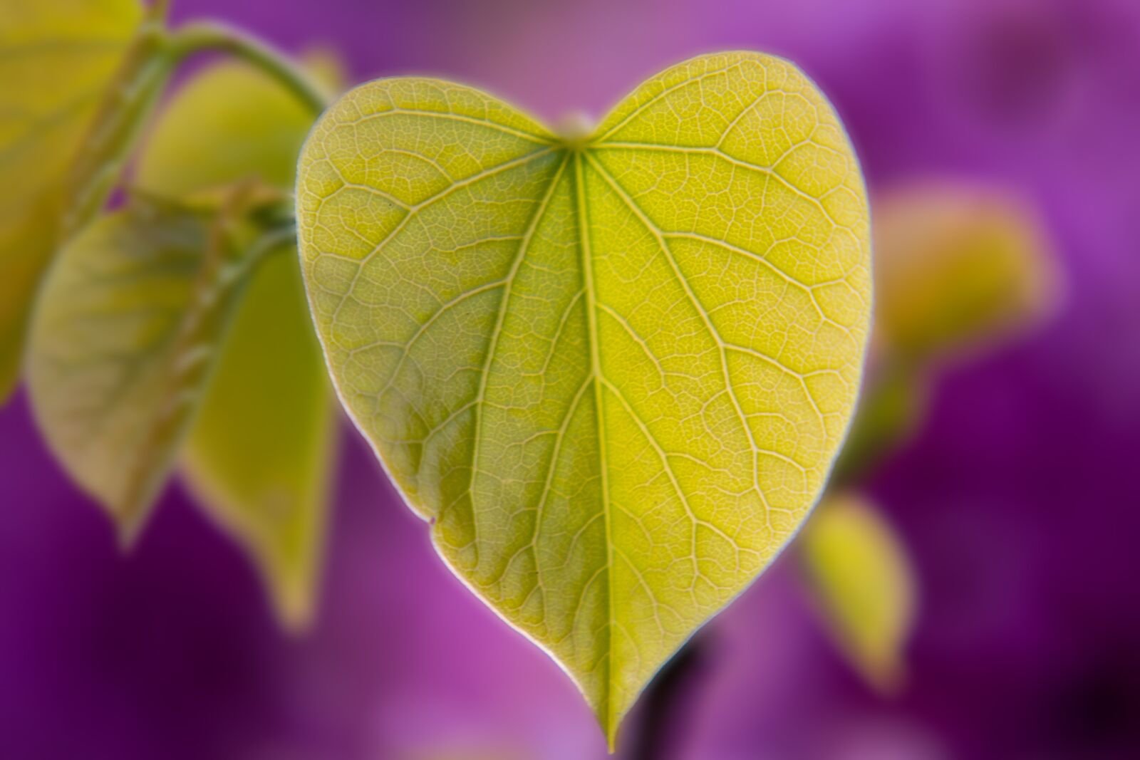 Nikon 1 V2 sample photo. Leaf, heart, heart shape photography
