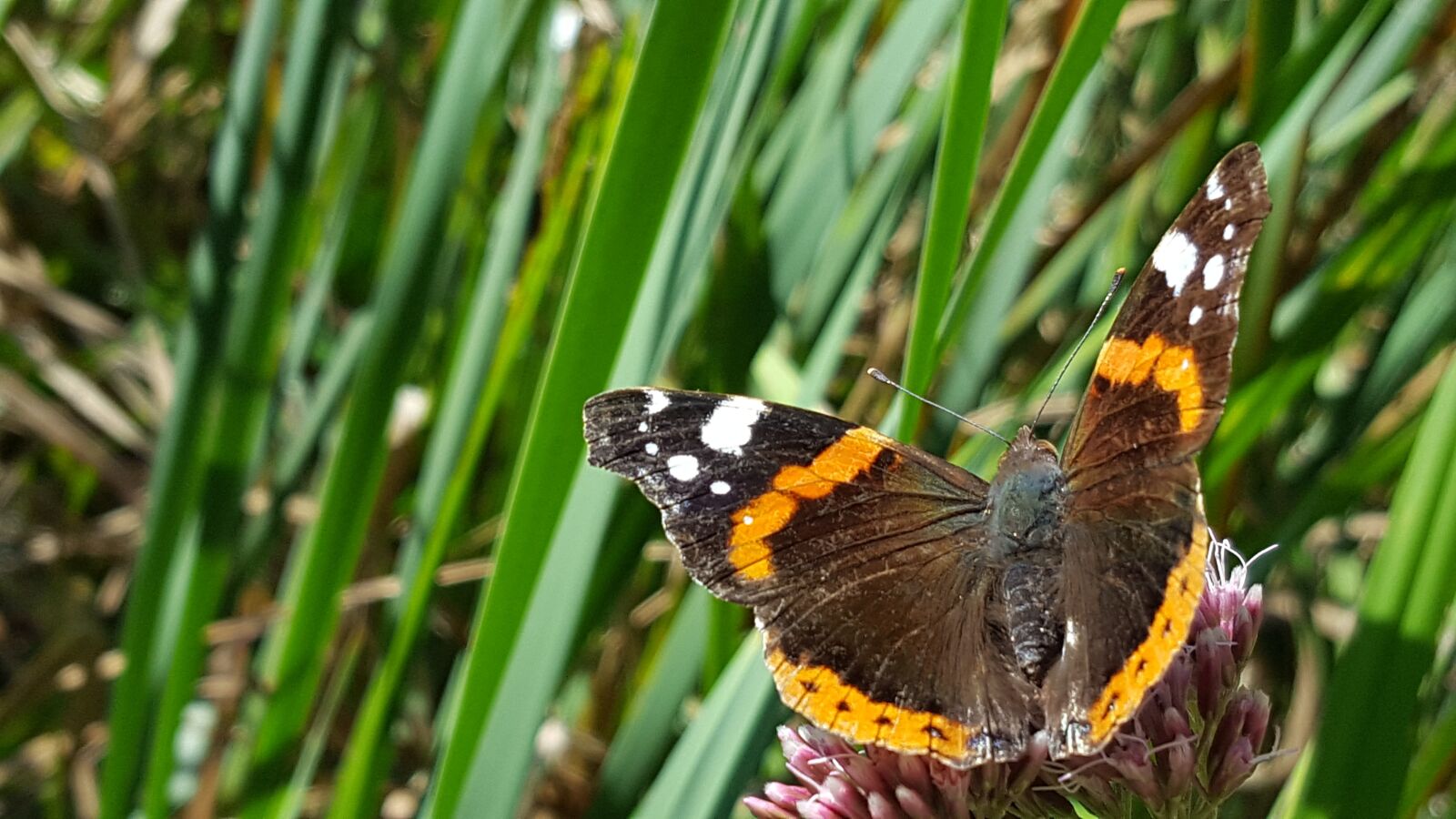 Samsung Galaxy S6 sample photo. Butterfly, flower, insect photography