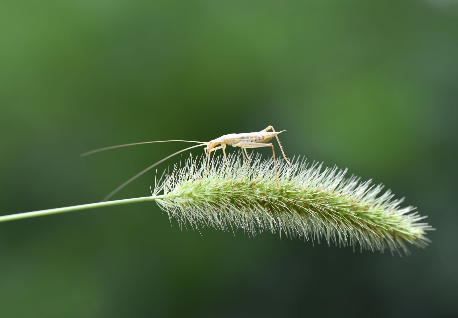 Nikon D750 sample photo. Macro, nature, böcek photography