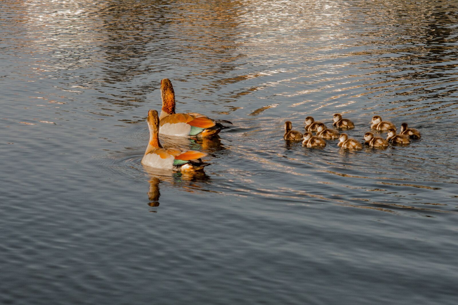 Nikon D3200 sample photo. Duck, pond, lake photography