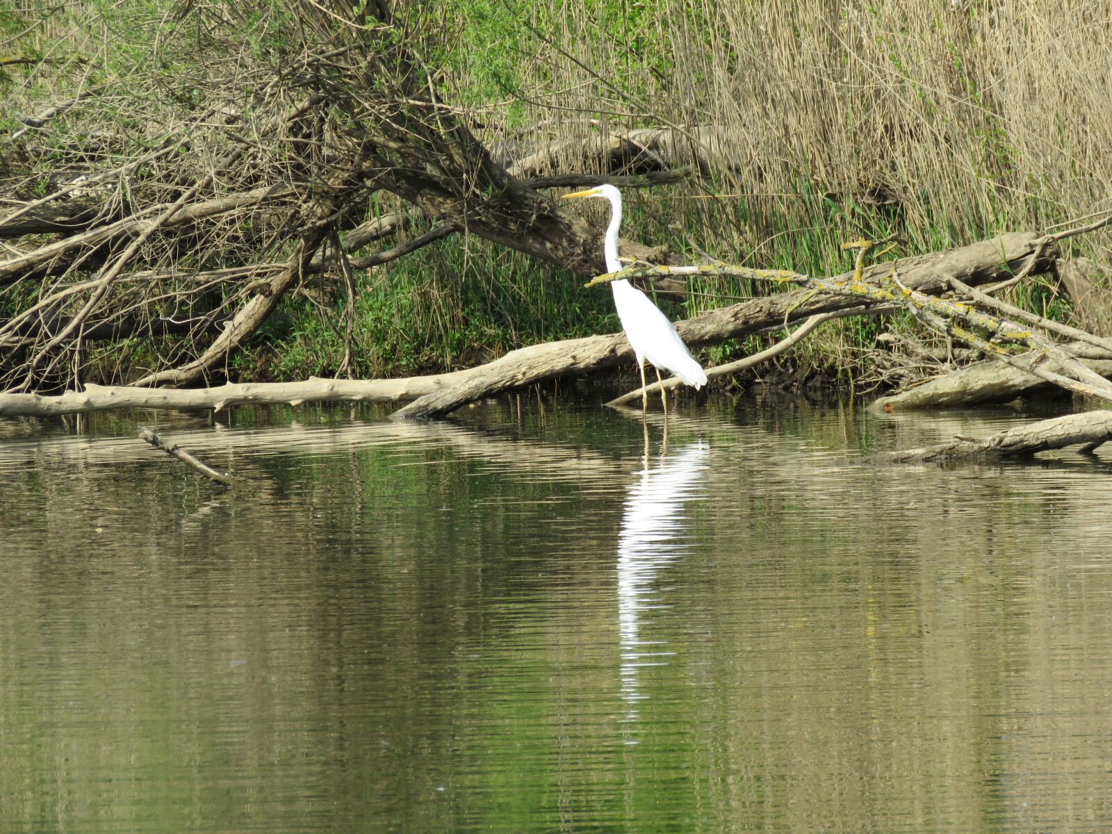 Canon PowerShot SX60 HS sample photo. White heron, bank, mesh photography