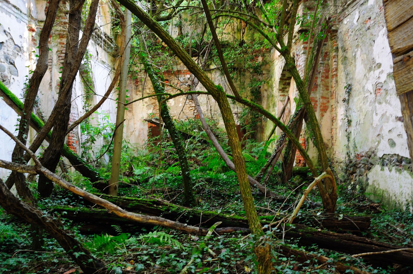 Nikon D5000 sample photo. Ruin, forest, ruins photography
