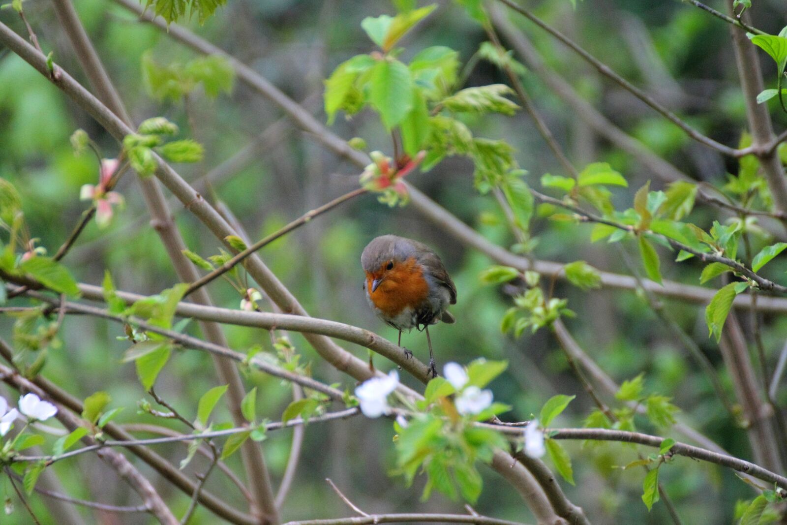 Canon EOS 1100D (EOS Rebel T3 / EOS Kiss X50) sample photo. Bird, tree, outdoor photography