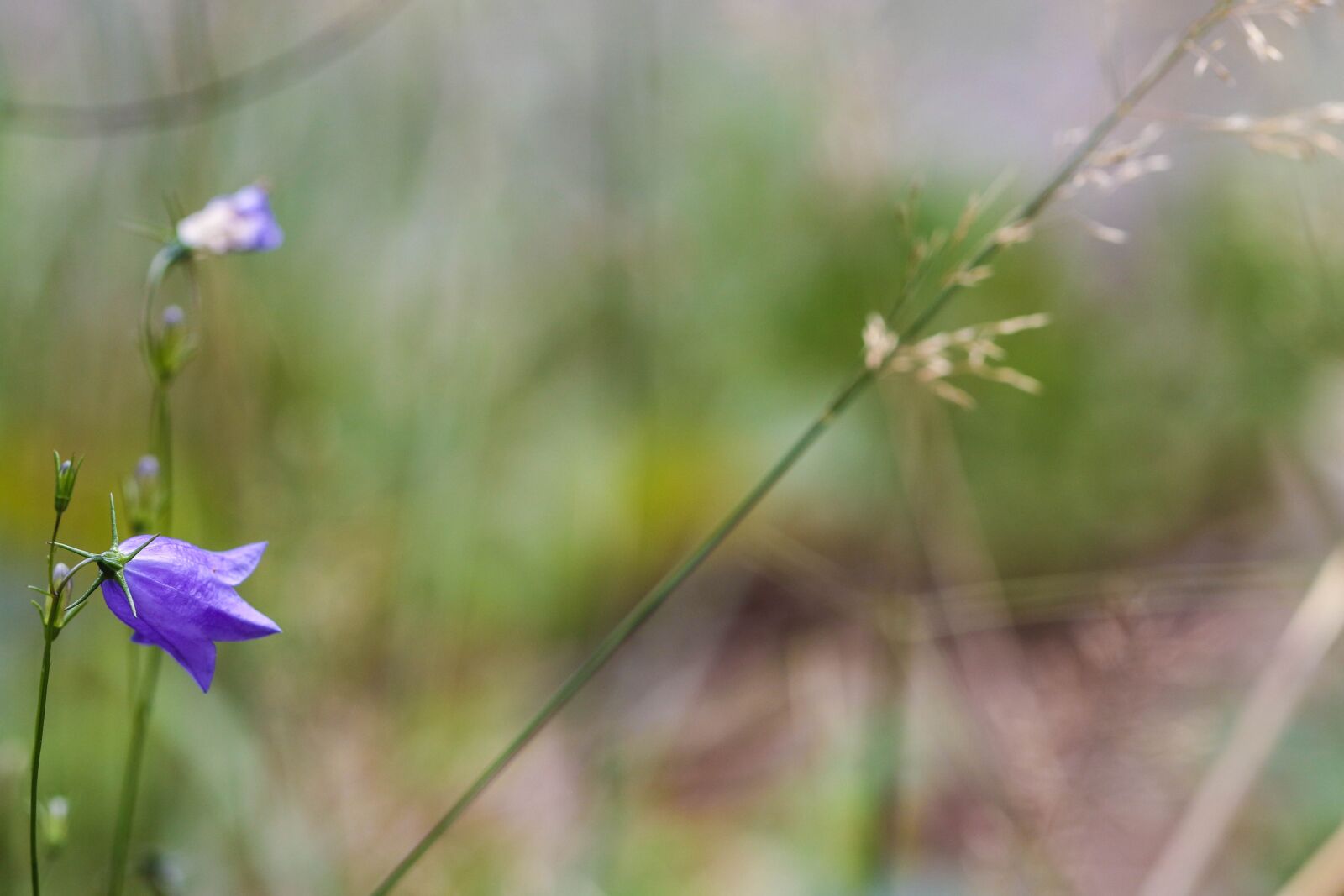 Canon EOS 7D Mark II sample photo. Bluebell, straw, bellflower photography