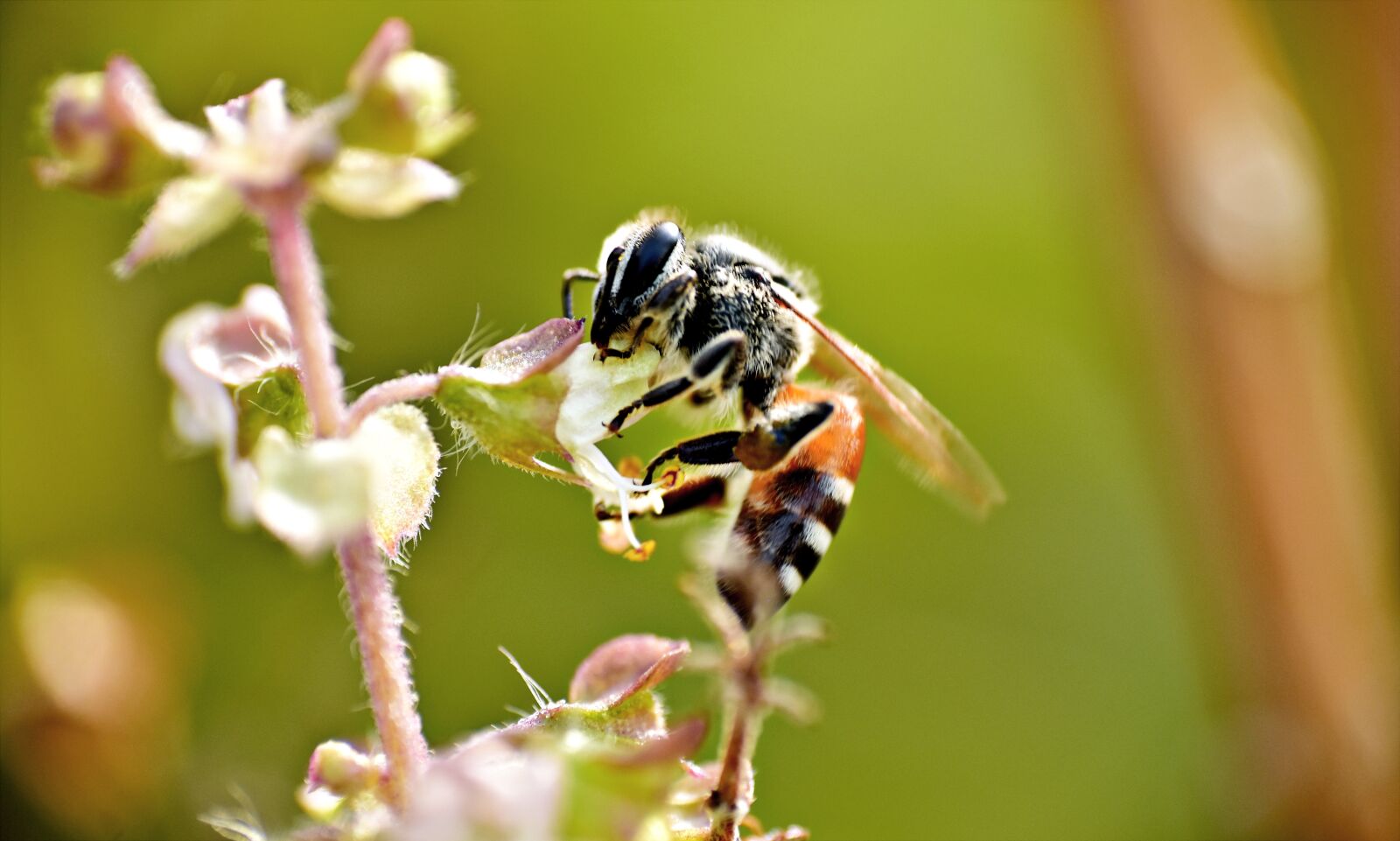 Nikon D5600 sample photo. Honeybee, apis, pollination photography