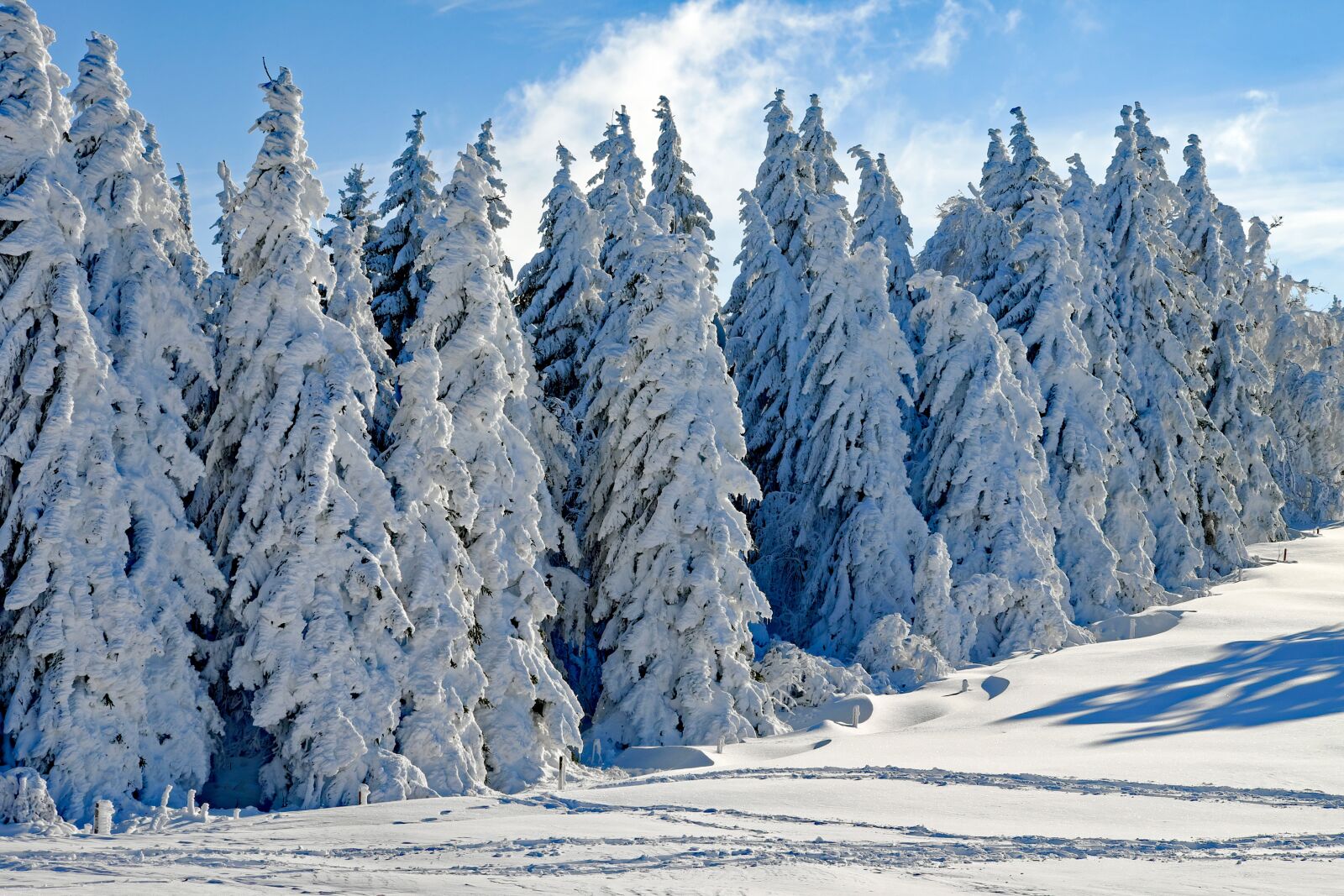 Fujifilm XF 55-200mm F3.5-4.8 R LM OIS sample photo. Wintry, snow, firs photography