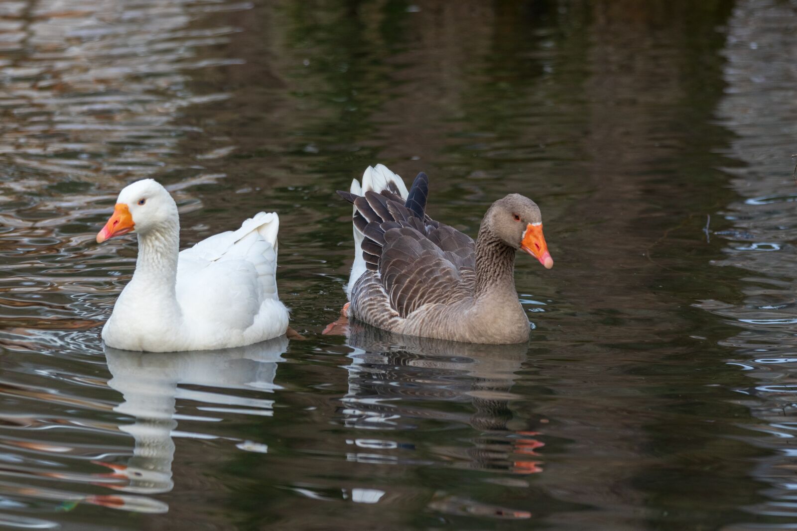 Canon EOS 6D Mark II sample photo. Greylag goose, white goose photography