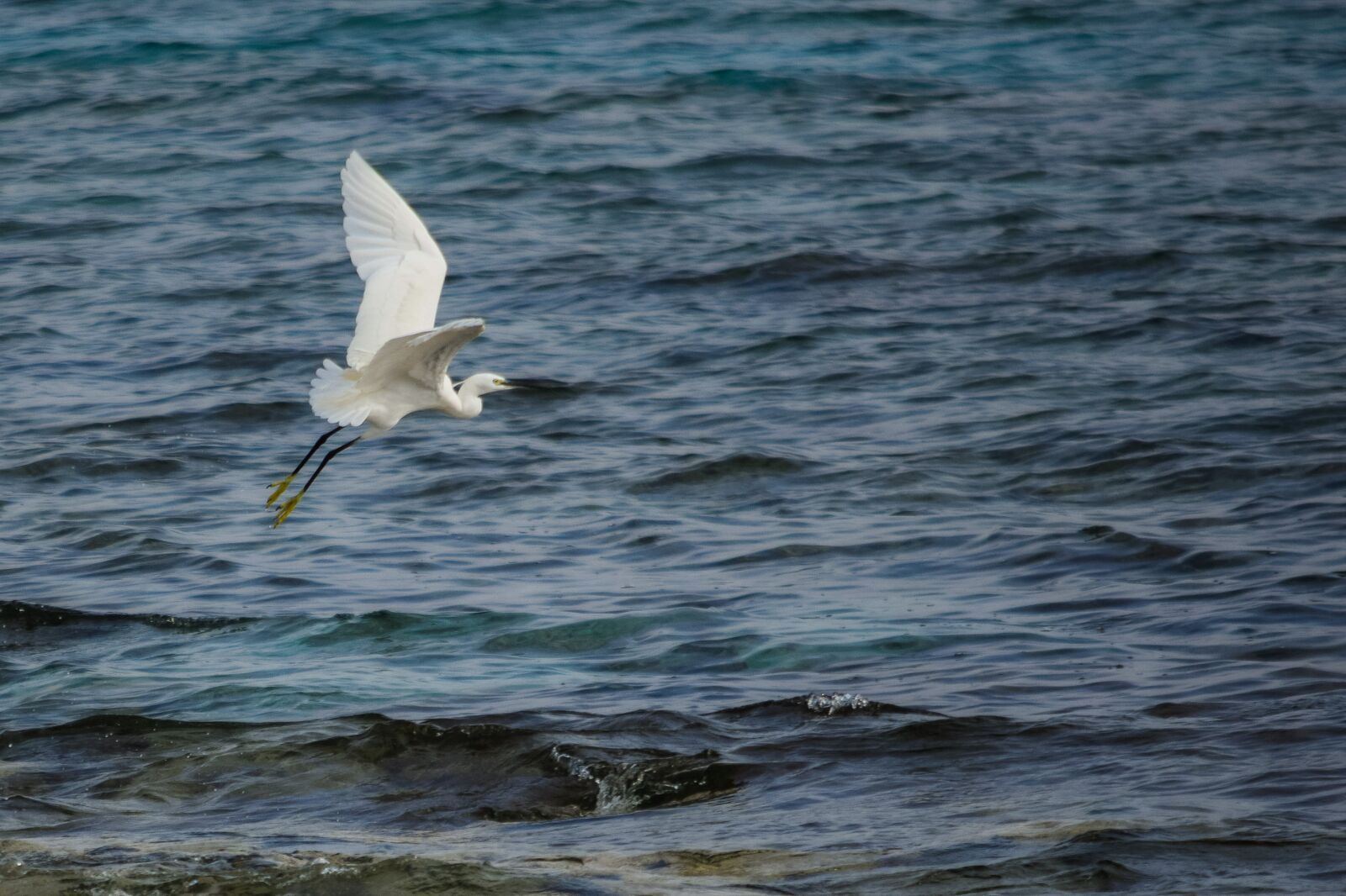Nikon D3300 sample photo. Heron, flying, flight photography