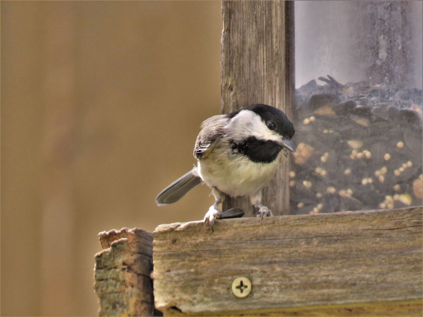 Canon PowerShot SX60 HS sample photo. Bird, tiny, cute photography