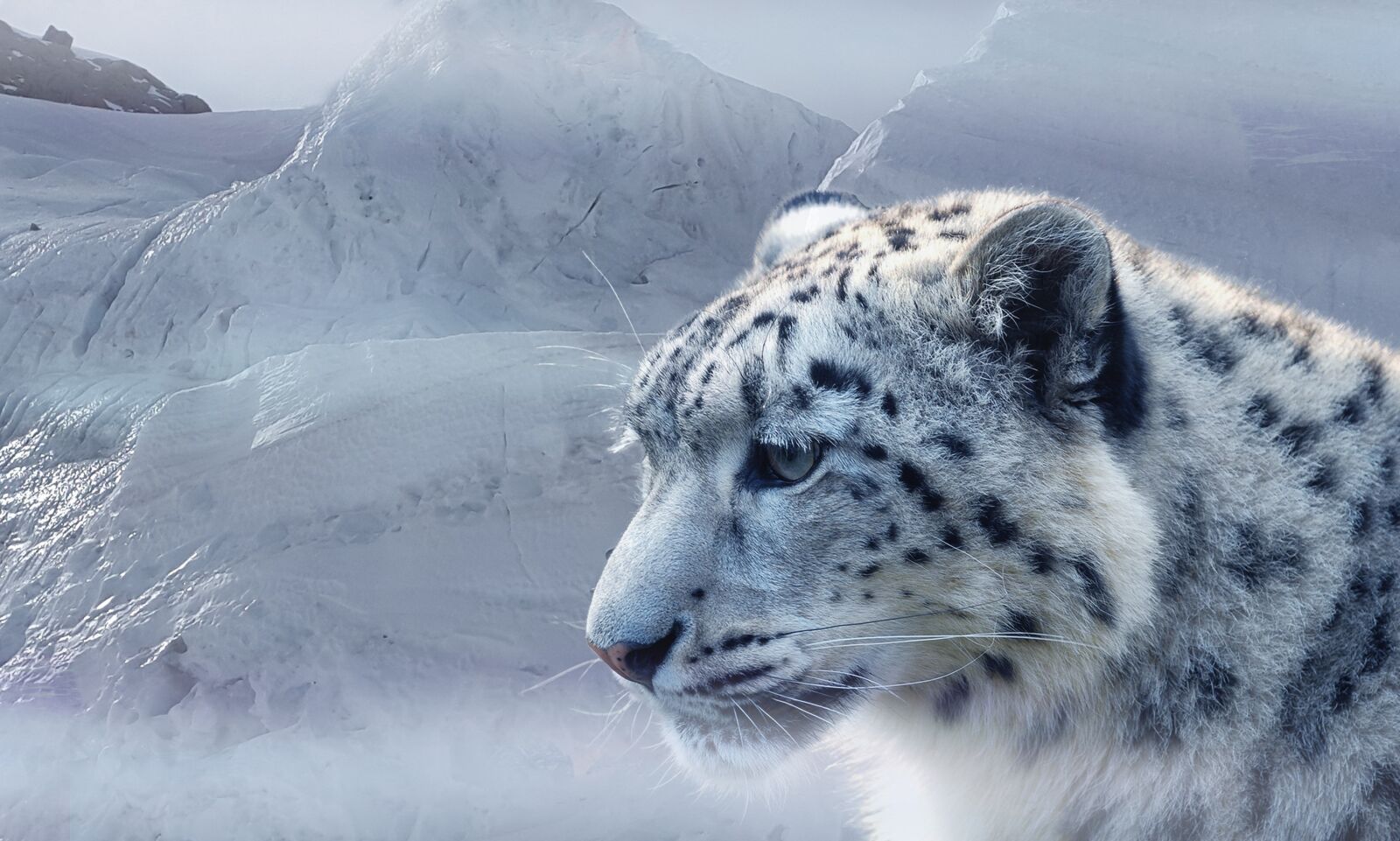 Samsung Galaxy Alpha sample photo. Snow leopard, leopard, snow photography