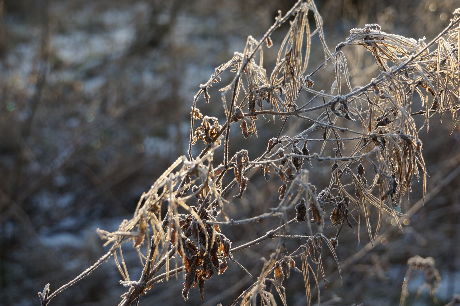 Sony NEX-VG20E sample photo. Ice cream, frost, winter photography