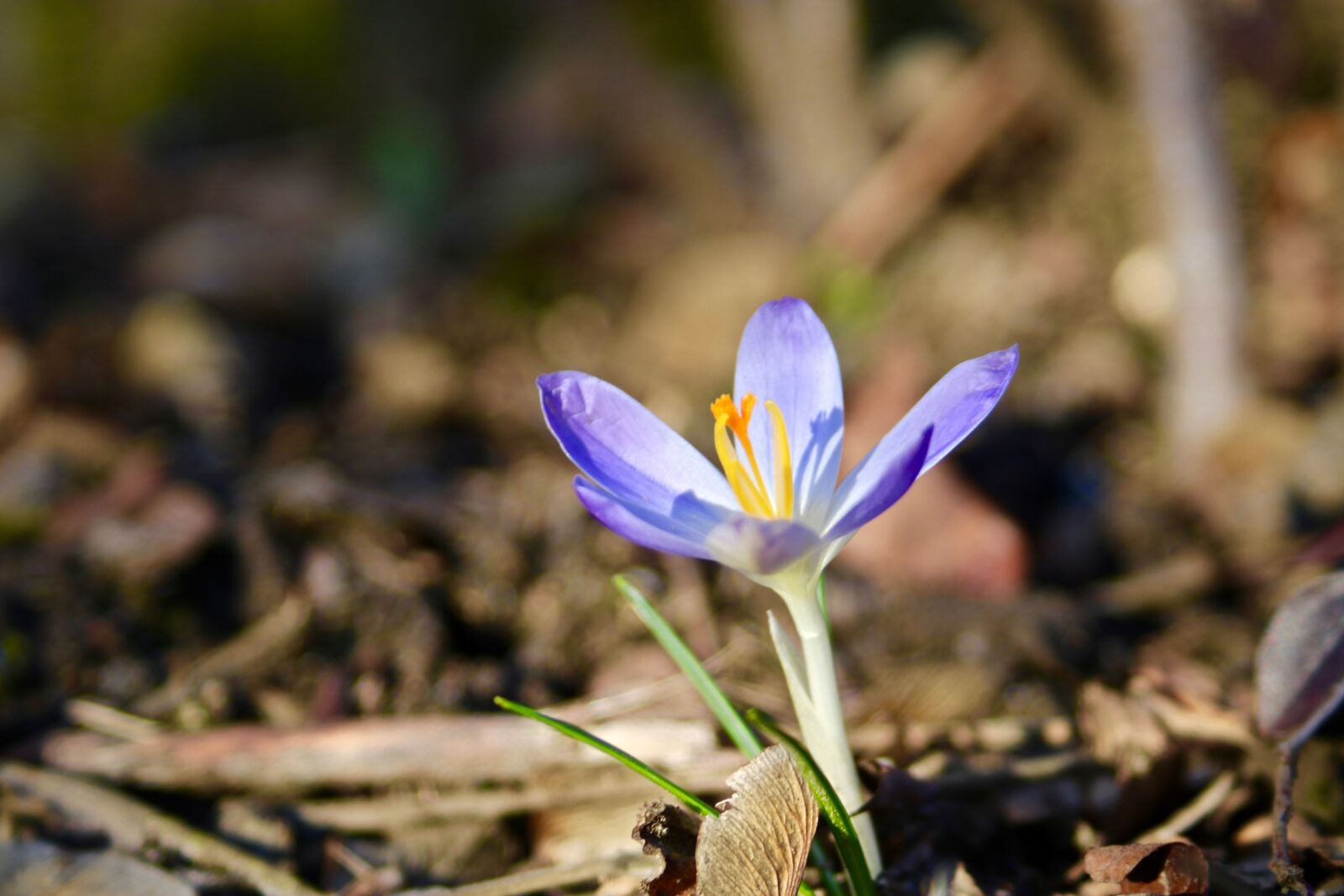 Canon EOS 750D (EOS Rebel T6i / EOS Kiss X8i) + Canon EF 28-90mm f/4-5.6 sample photo. Crocus, nature, flower photography