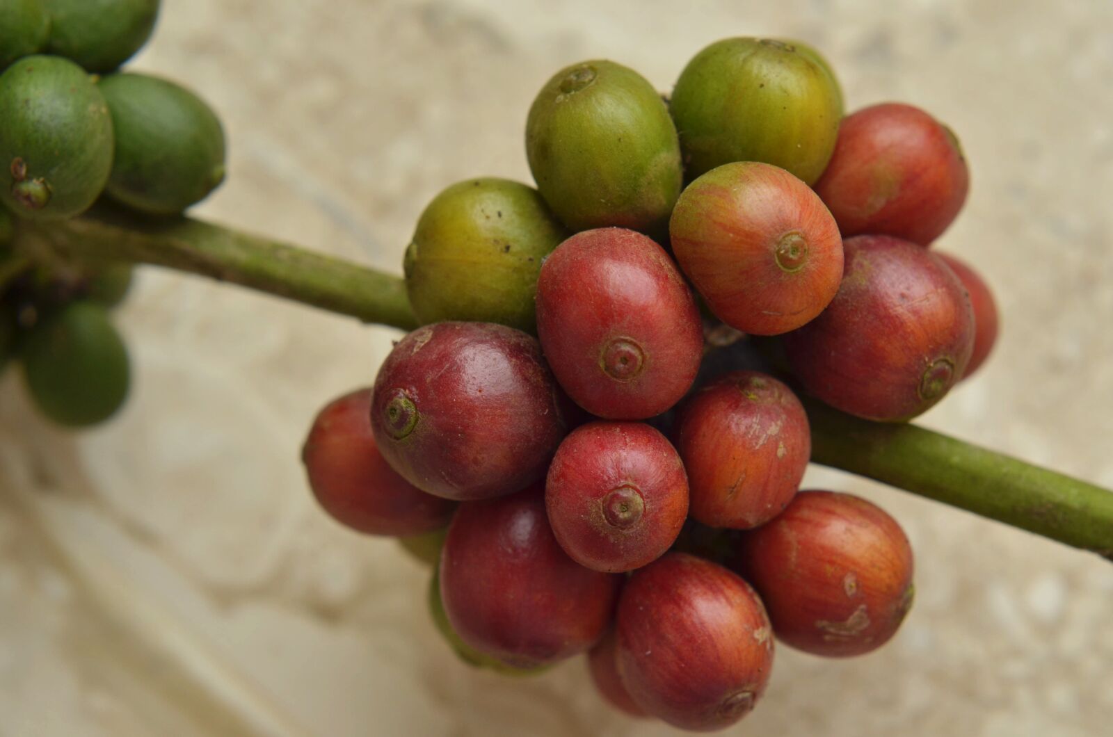 Nikon D7000 sample photo. Coffee, fruits, caffeine photography
