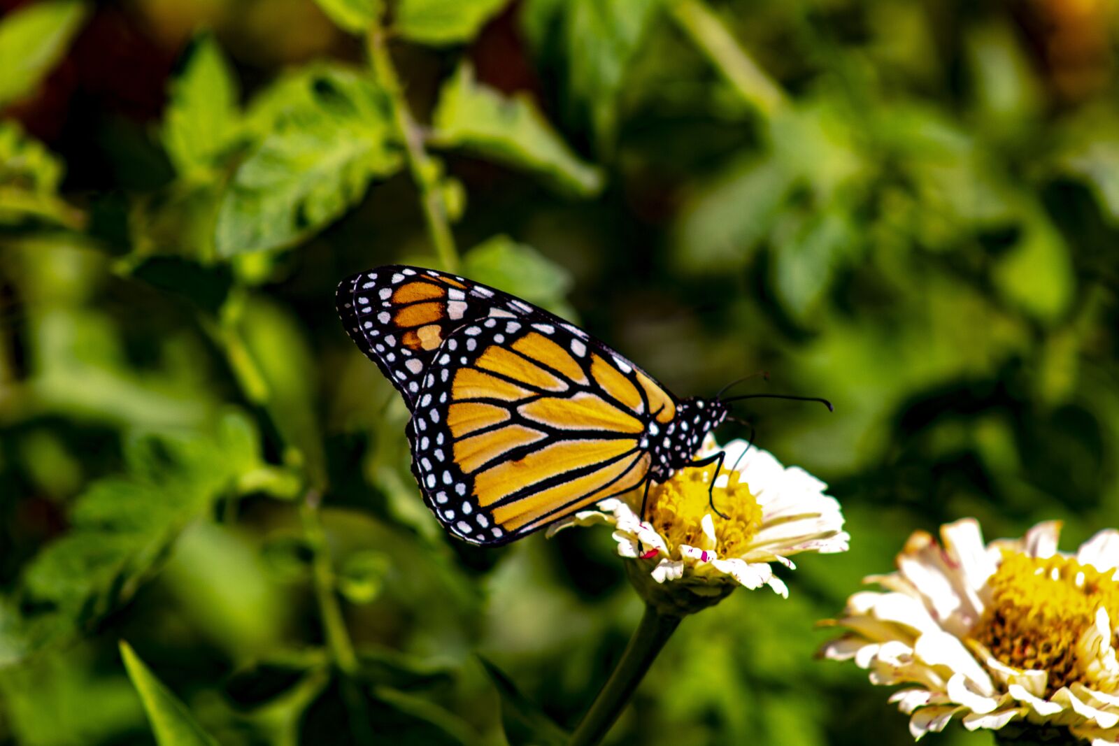 Canon EOS 1300D (EOS Rebel T6 / EOS Kiss X80) sample photo. Butterfly, garden, nature photography