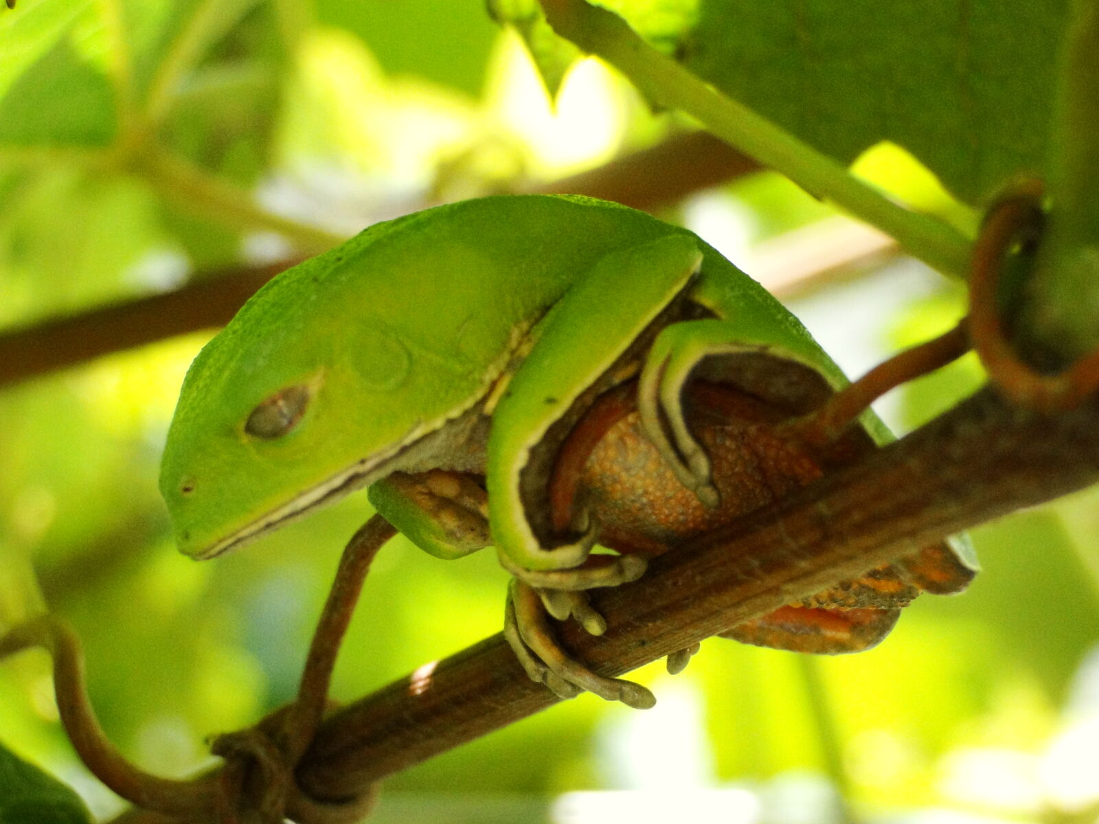 Sony Cyber-shot DSC-HX1 sample photo. Close, up, of, lizard photography