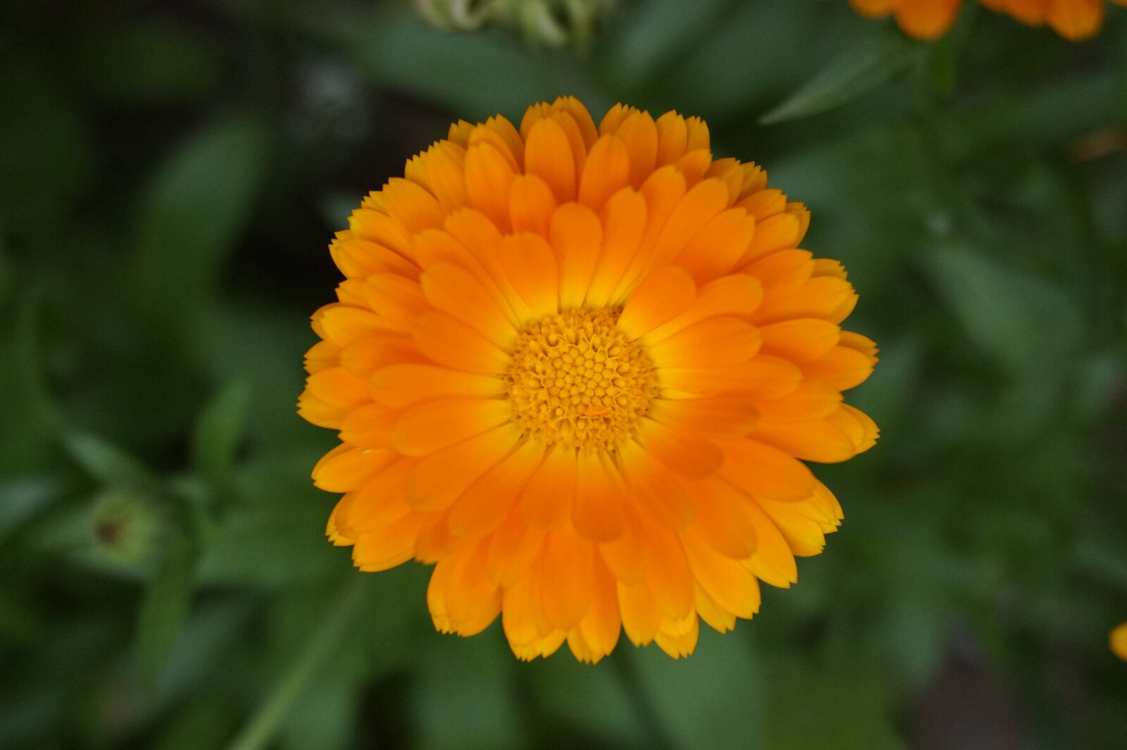 Sony Alpha a5000 (ILCE 5000) sample photo. Nature, flower, plant photography
