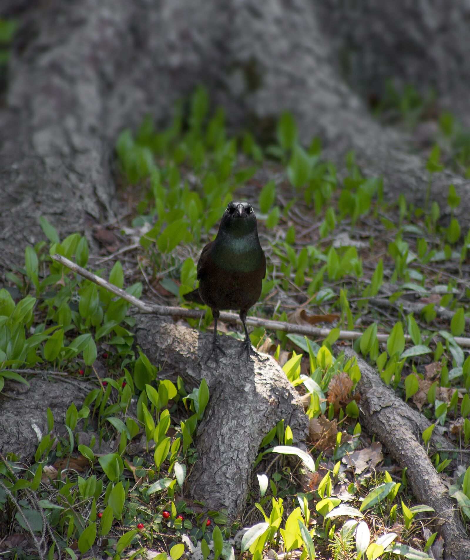Canon EF 75-300mm f/4-5.6 USM sample photo. Greater antillean grackle, bird photography