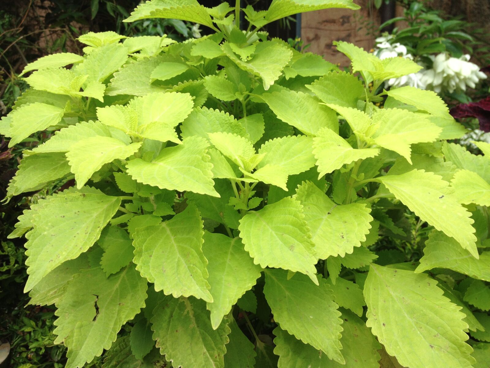 iPhone 4S back camera 4.28mm f/2.4 sample photo. Green leaves, plant, garden photography
