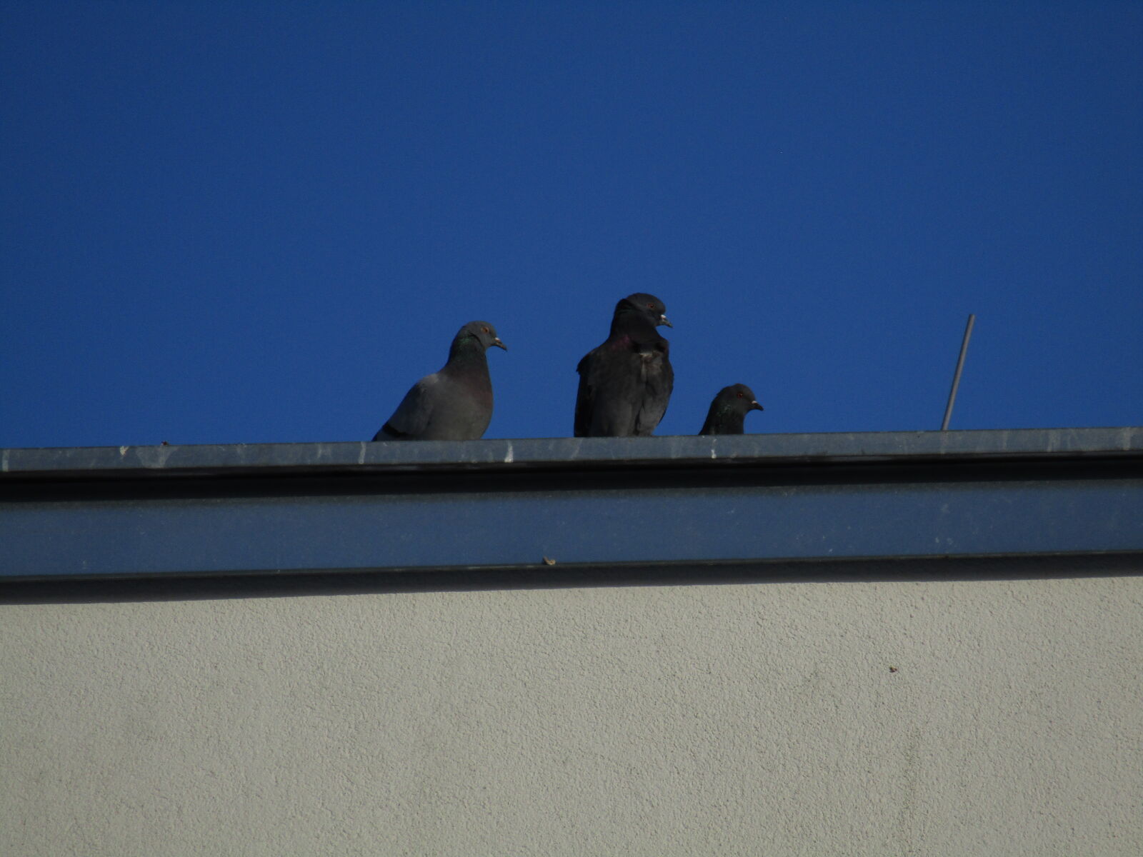 Canon PowerShot SX420 IS sample photo