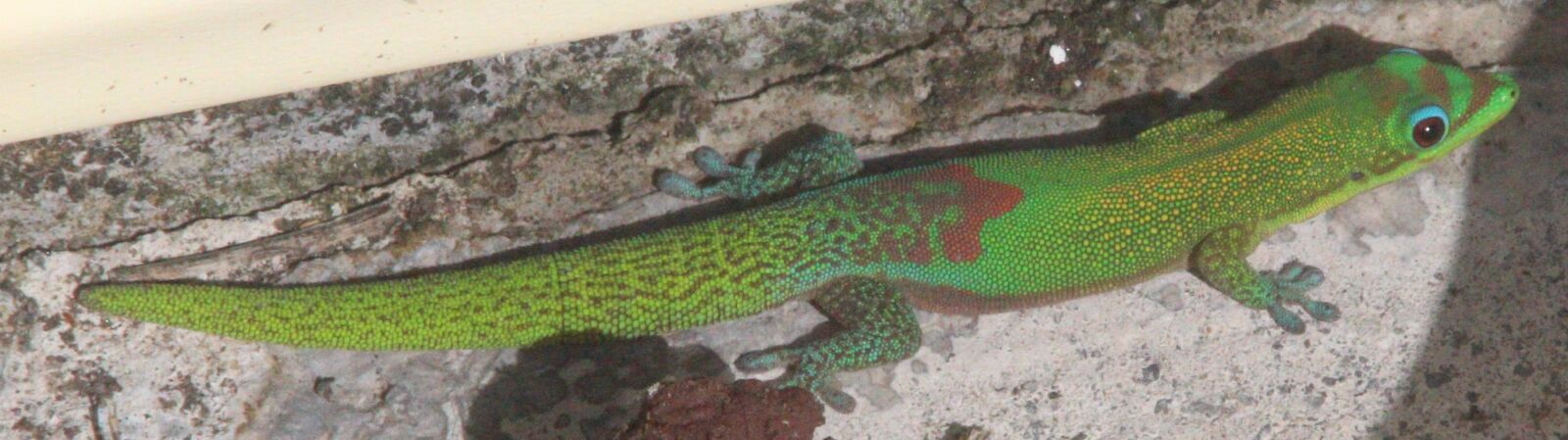 Canon EOS 600D (Rebel EOS T3i / EOS Kiss X5) sample photo. Gecko, hawaii, nature photography