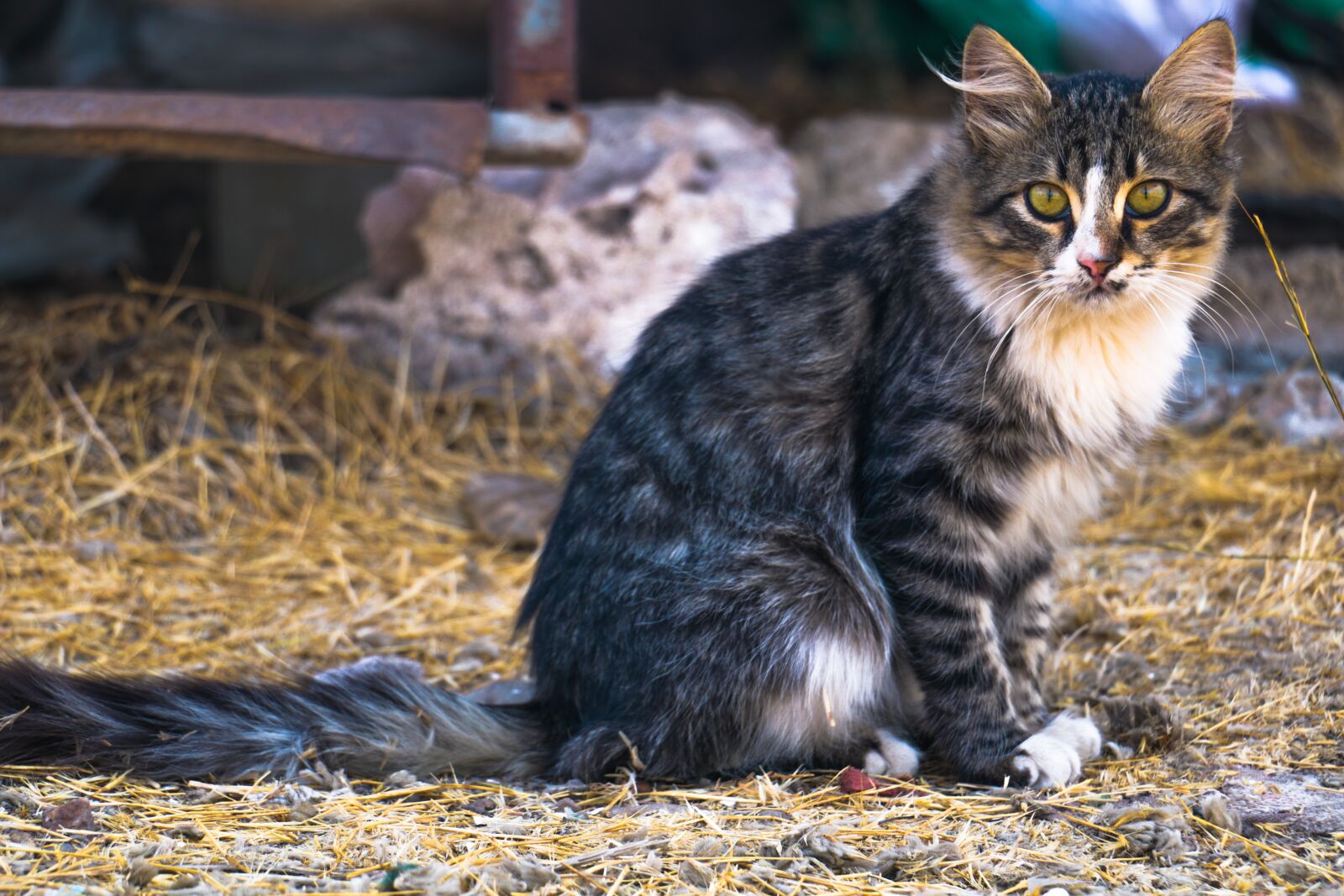 Canon EOS 70D sample photo. Animal, cute, mammal photography