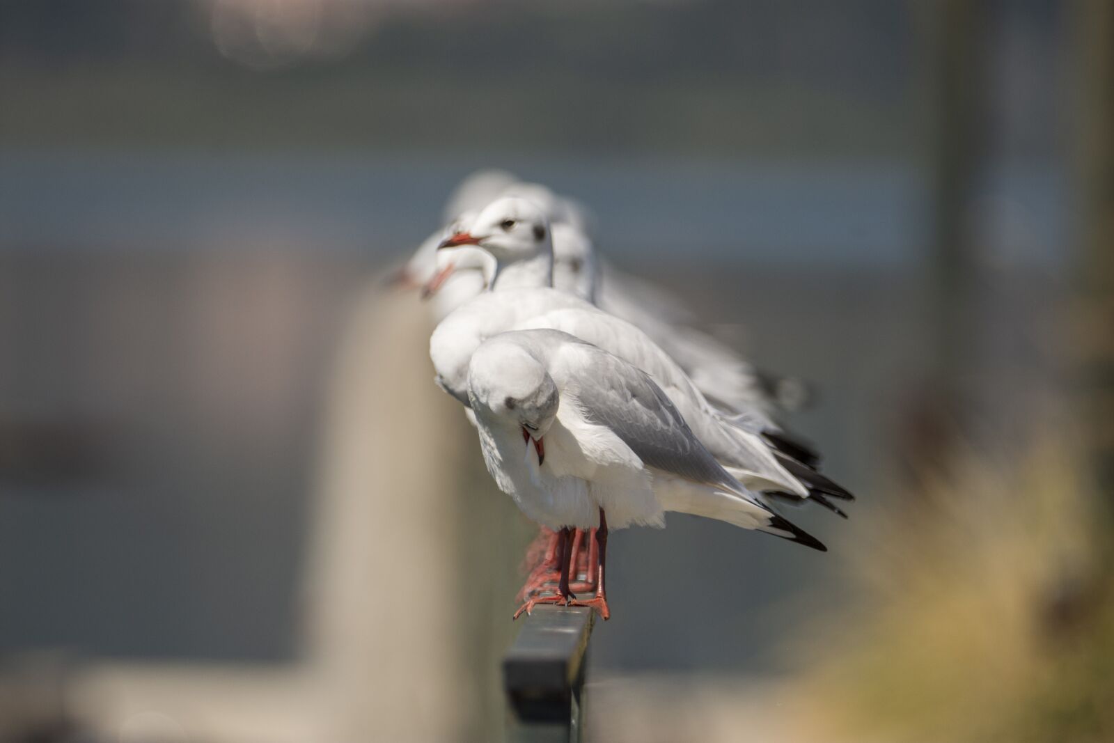 Nikon D7200 sample photo. Seagulls, gulls, birds photography