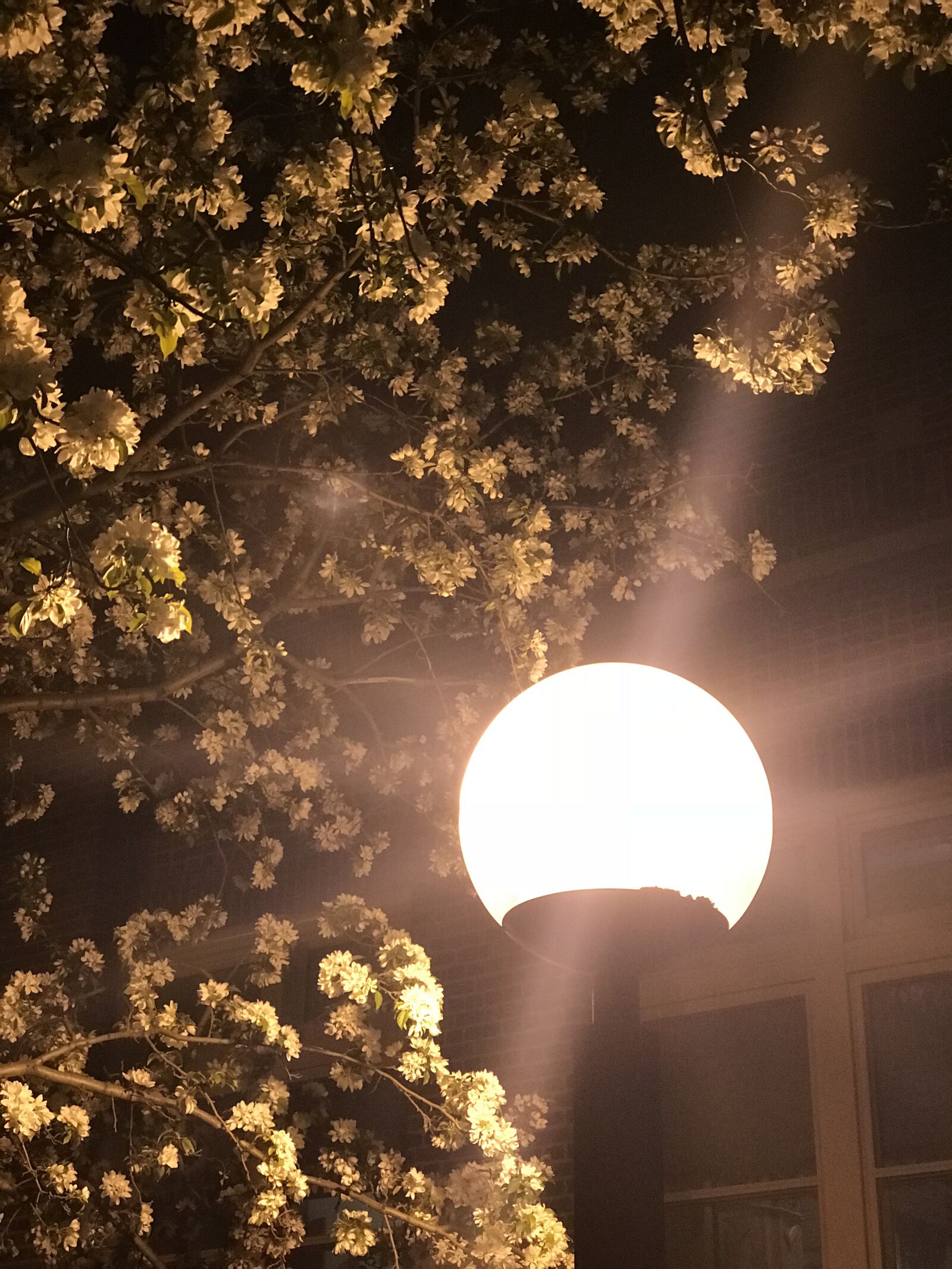 Apple iPhone 7 Plus sample photo. Lamp post, tree blossoms photography