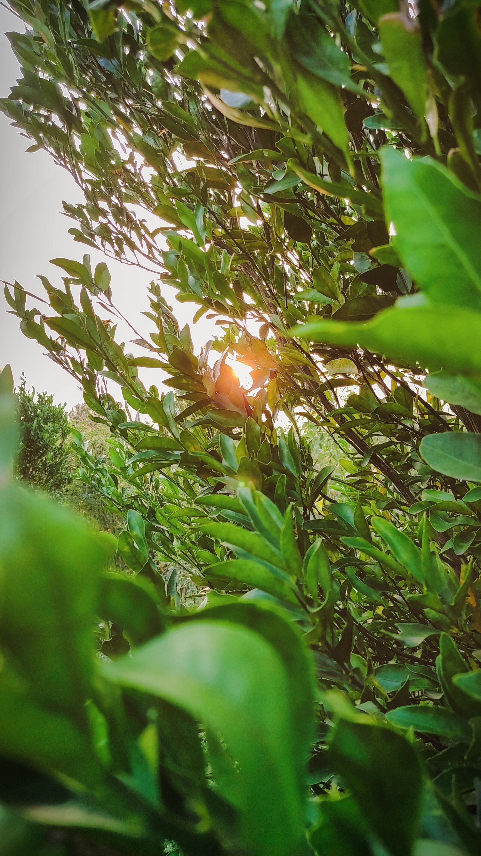 Xiaomi Redmi Note 7 Pro sample photo. Tree, orange, leaf photography