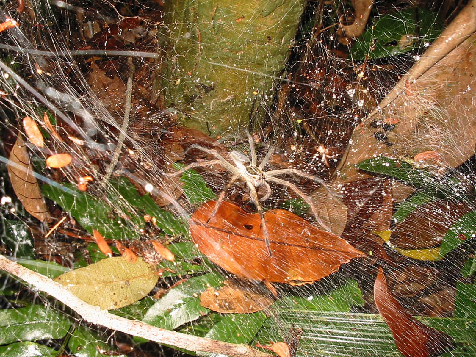 Canon POWERSHOT A200 sample photo. Spider, web, arachnid photography