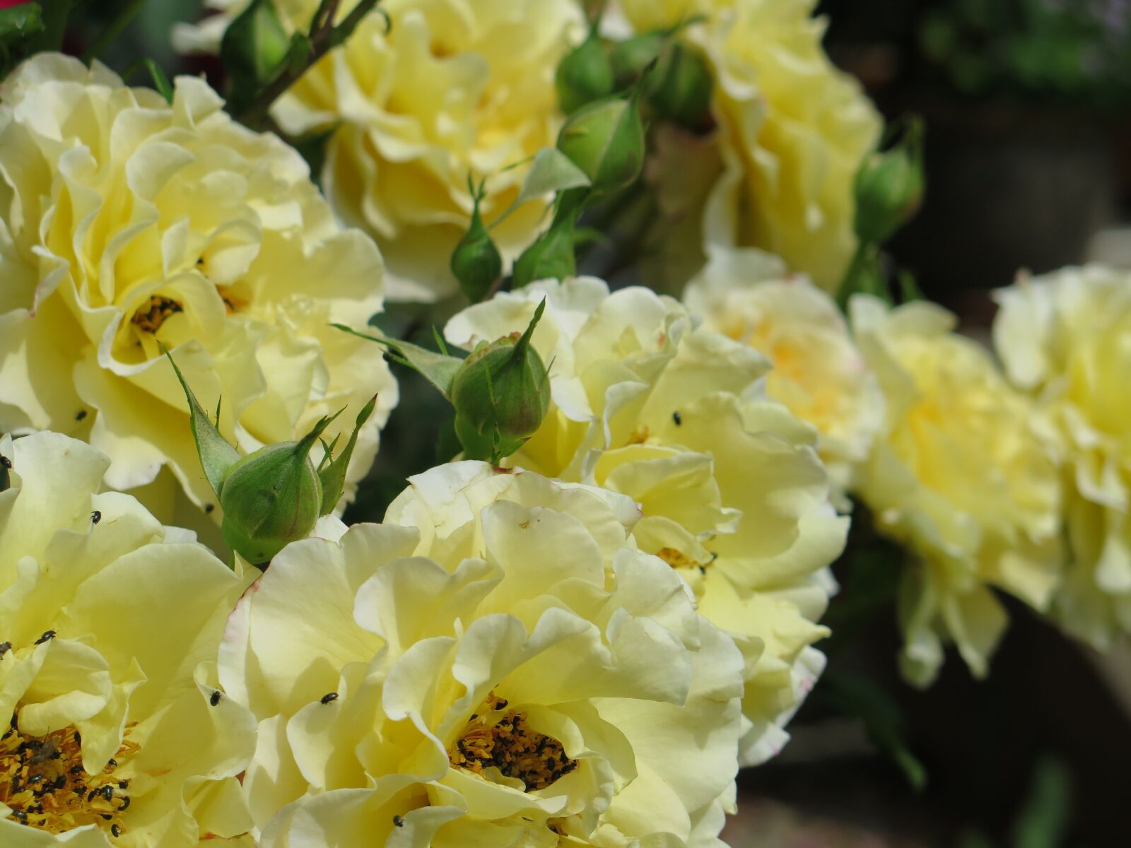 Canon PowerShot G16 sample photo. Roses, yellow, summer photography