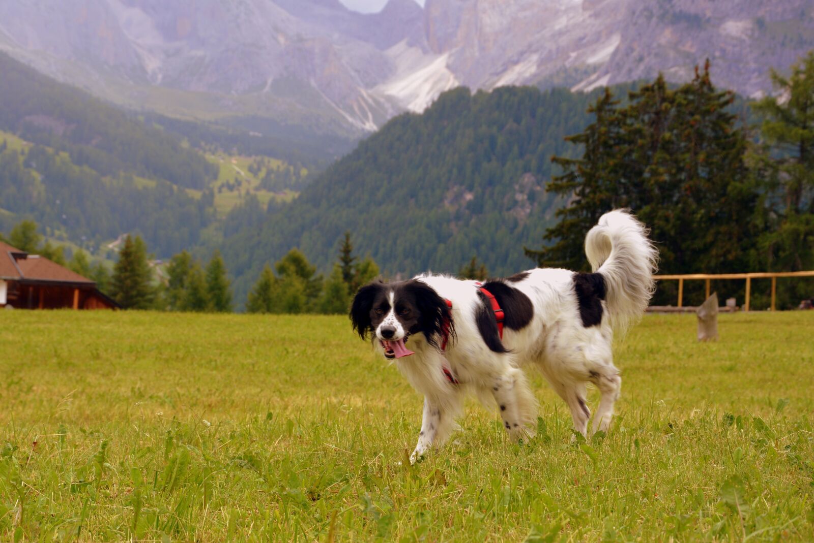 Nikon D7100 sample photo. Fatigue, dog, animal photography