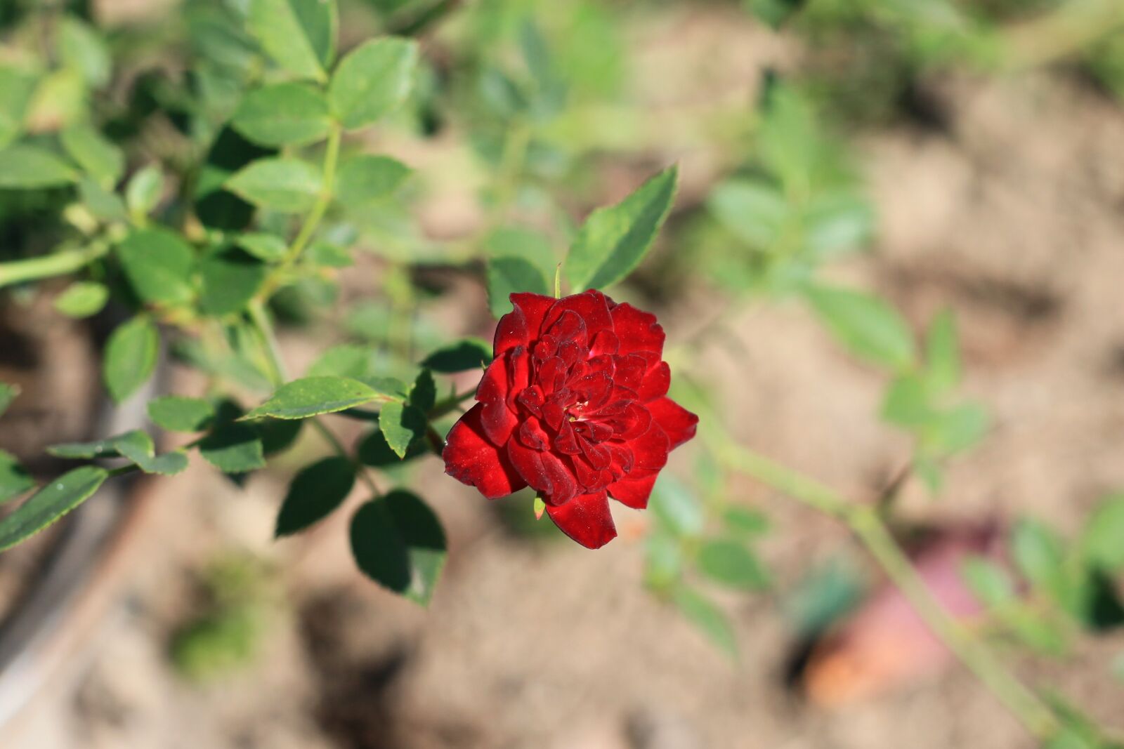 Canon EOS 5D Mark II sample photo. Dwarf rose, red rose photography