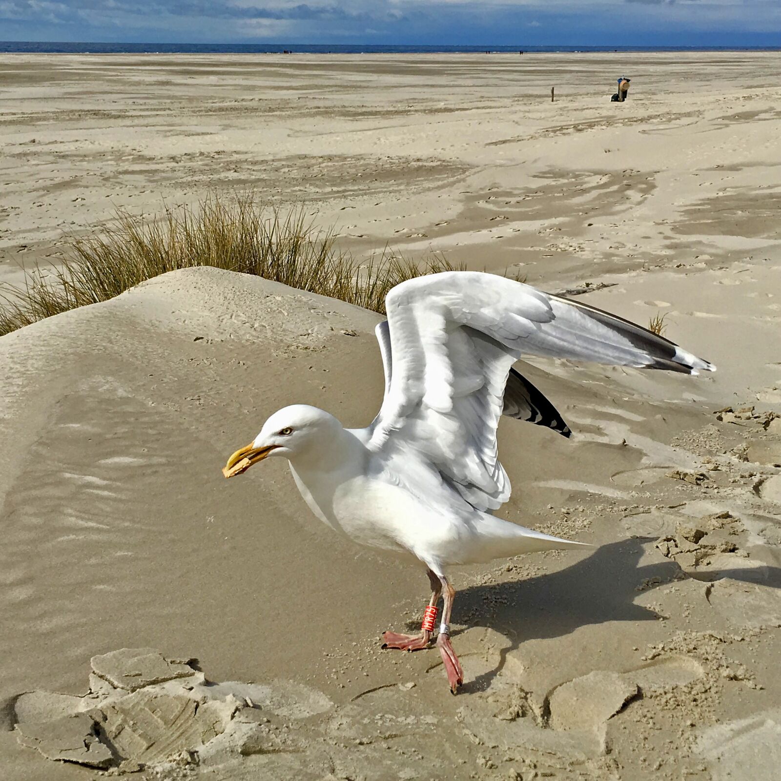 Apple iPad Pro sample photo. North sea, seagull, beach photography