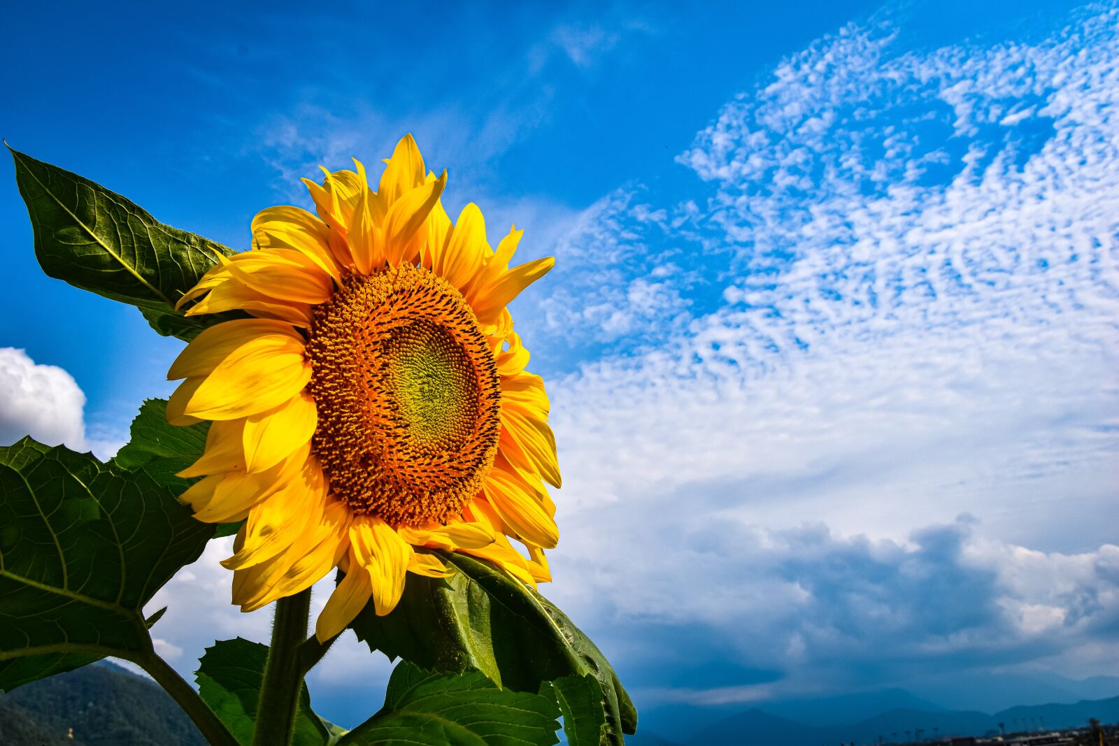 Nikon D5600 sample photo. Sunflower, flower, cloud photography